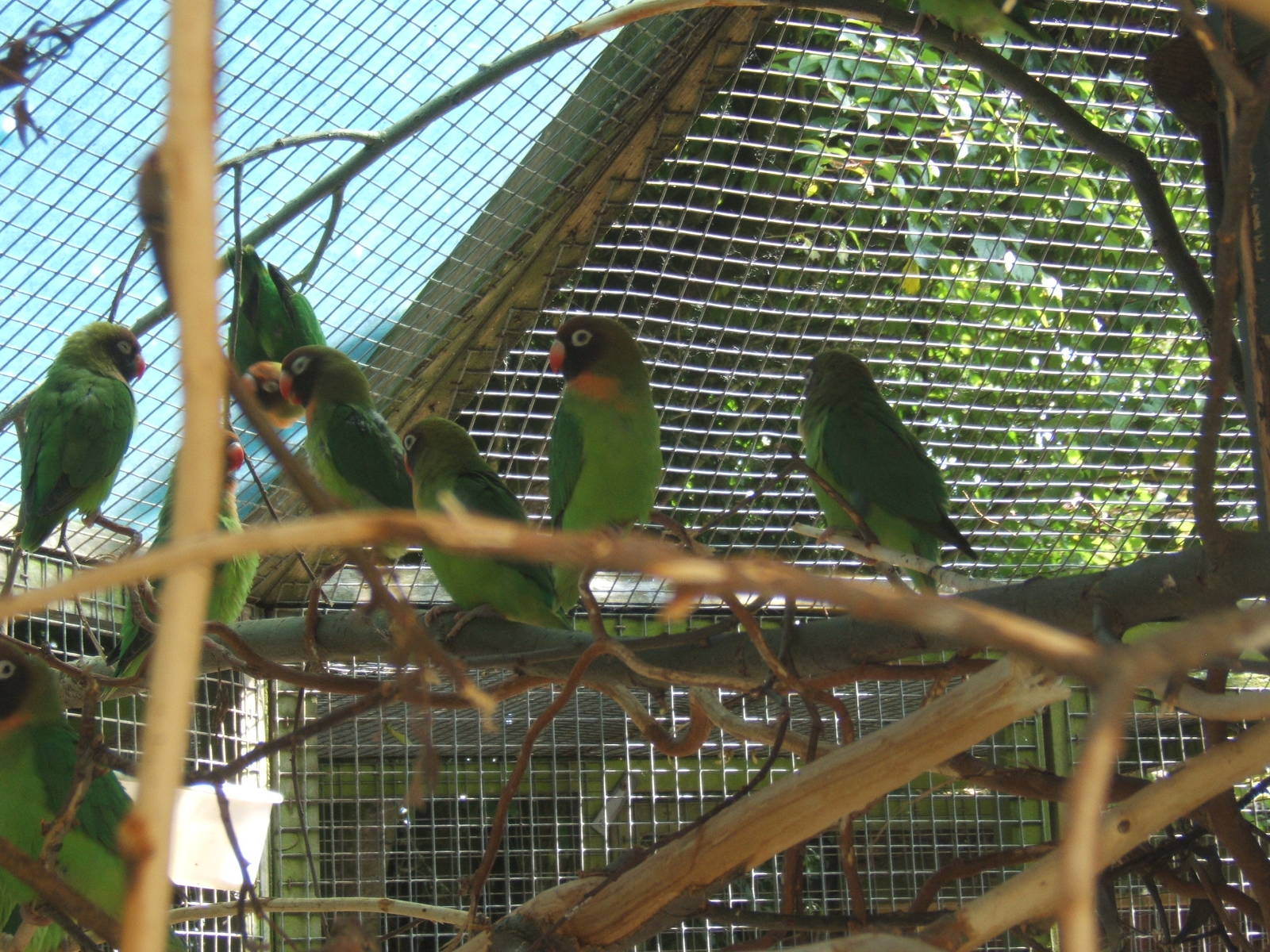 Black-cheeked Lovebirds
