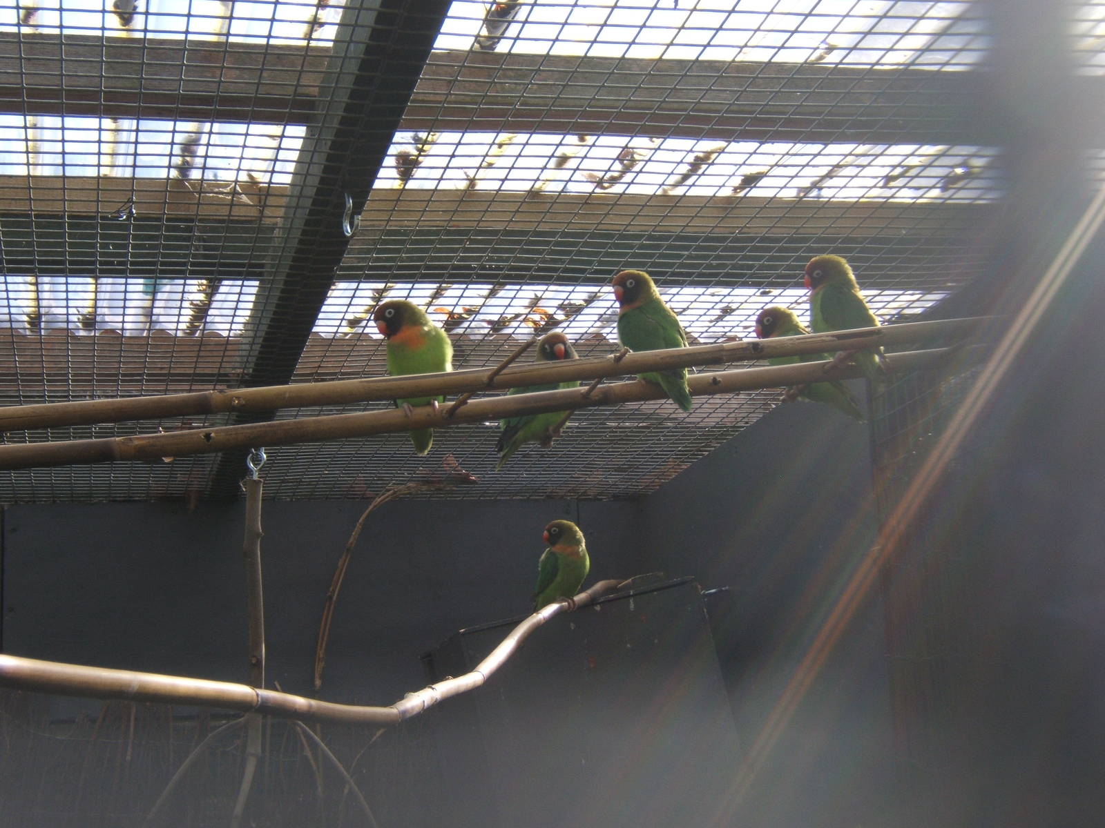 Black-cheeked Lovebirds