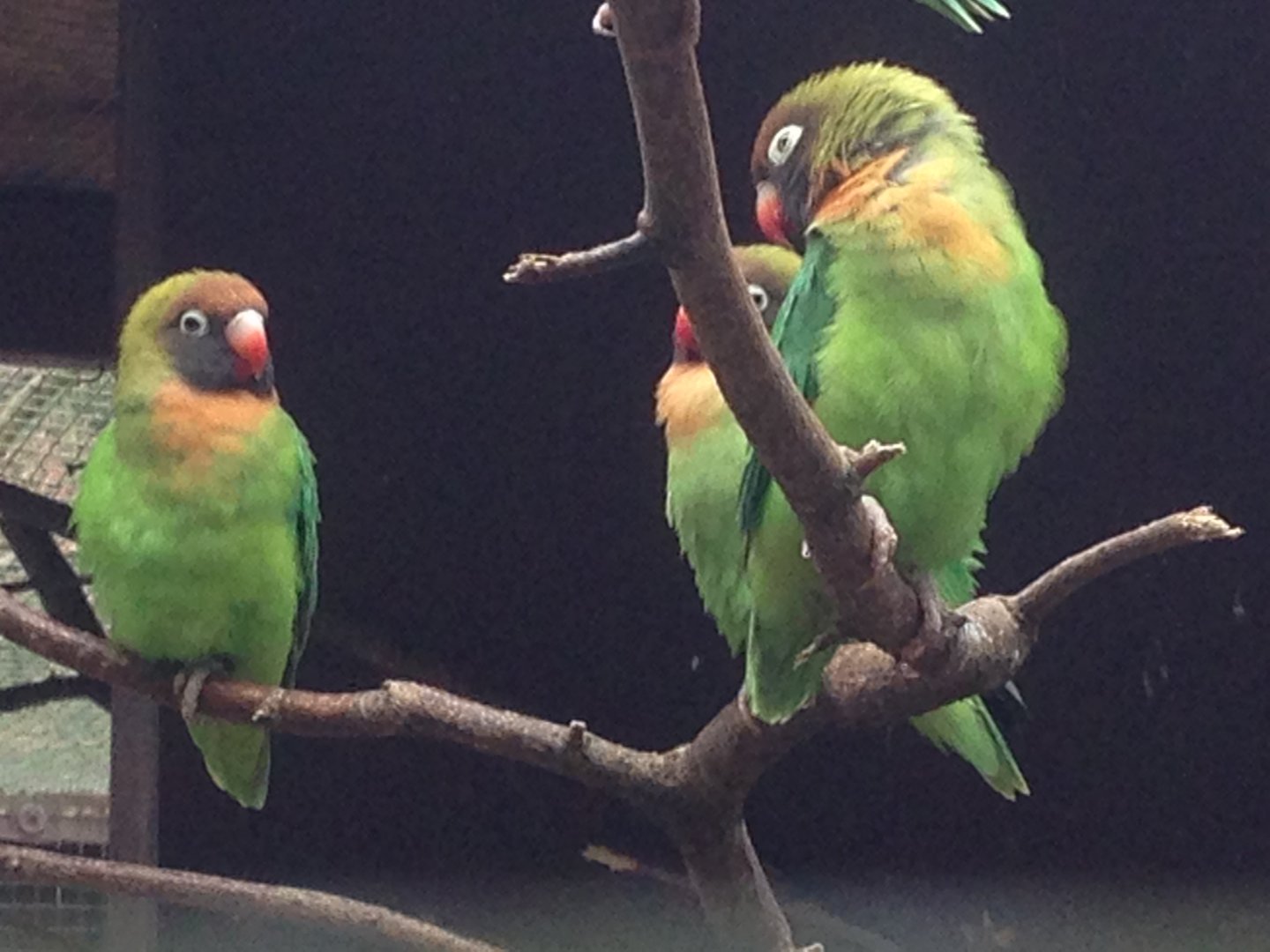 Black-Cheeked Lovebirds