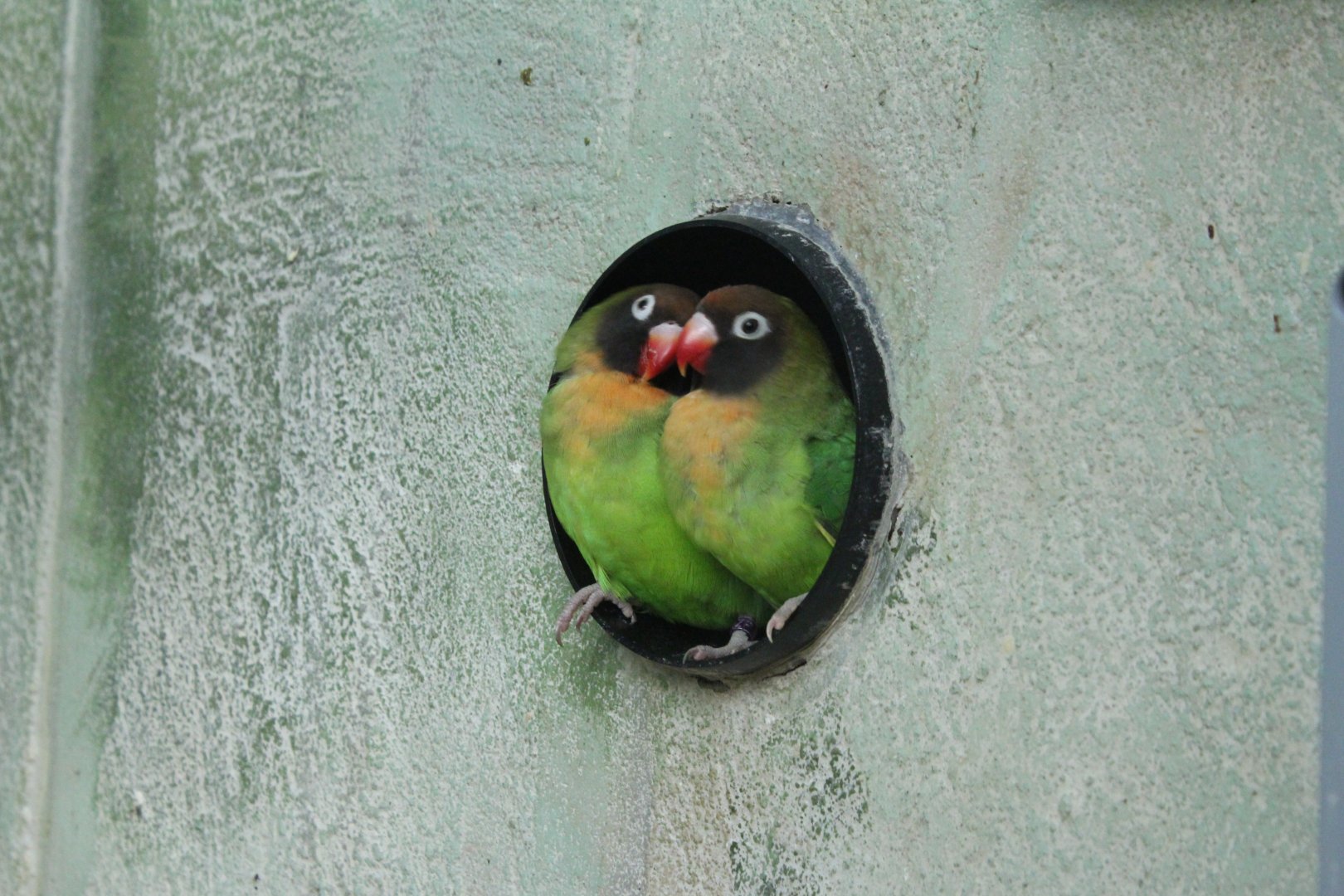 Black-Cheeked Lovebirds