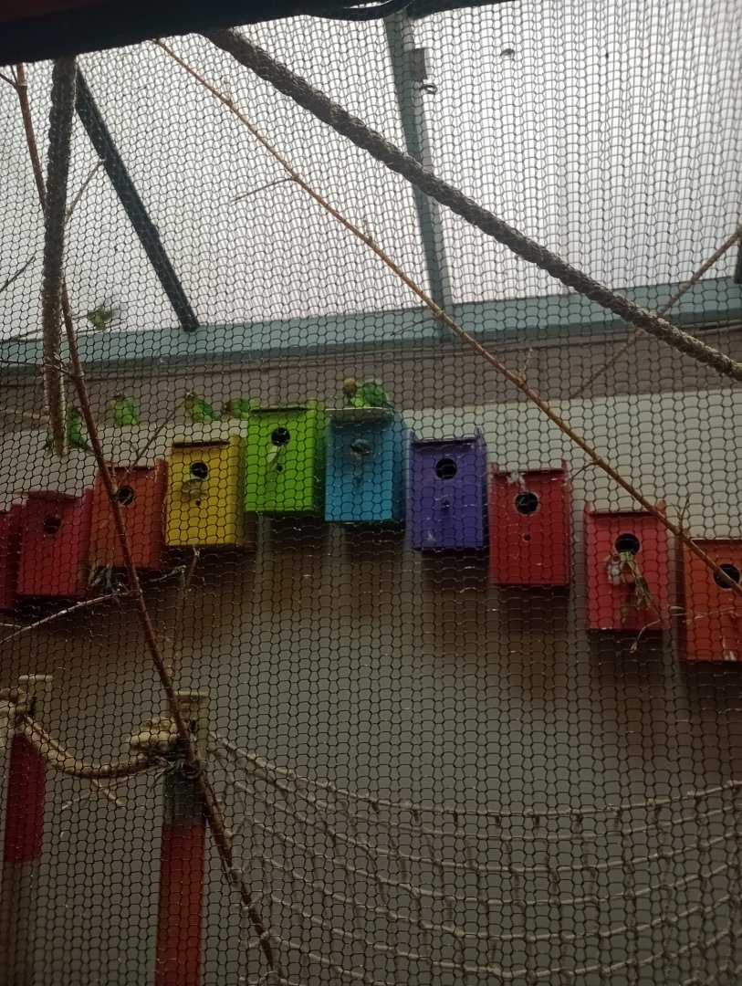 Black-cheeked lovebirds