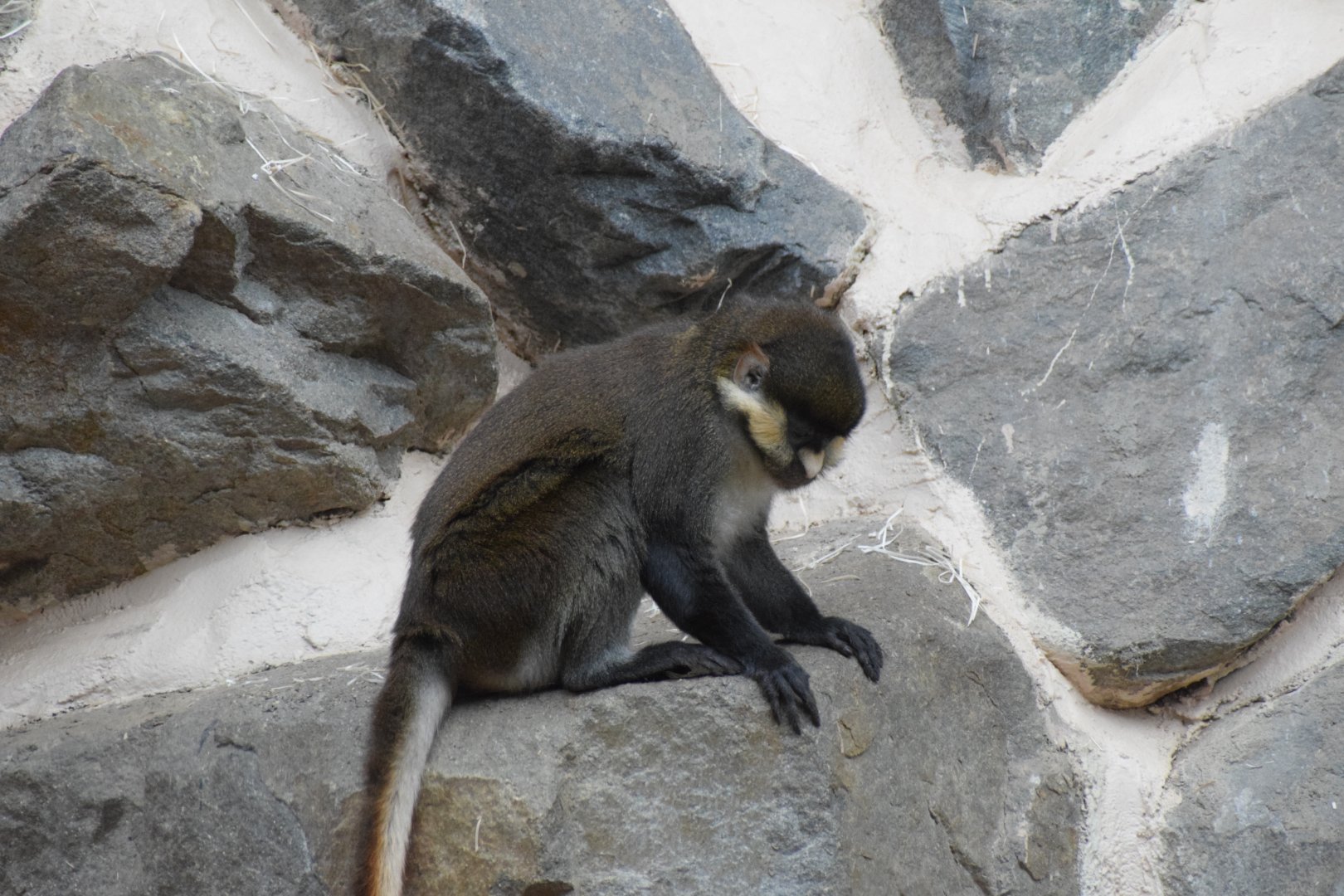 Black-cheeked red-tail monkey - Parc zoologique de Saint-Martin-la-Plaine