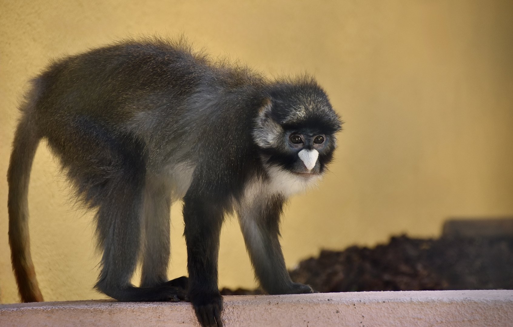 Black-Cheeked Red-Tailed Monkey (Cercopithecus ascanius ascanius)