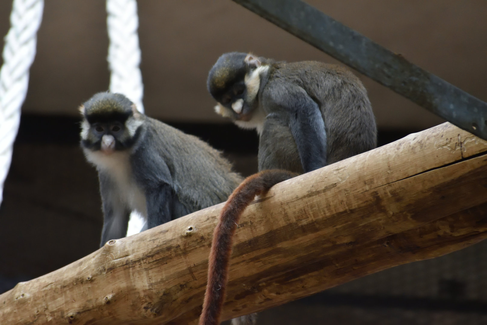 Black-cheeked white-nosed monkey - Espace zoologique de Saint Martin la Plaine 2023