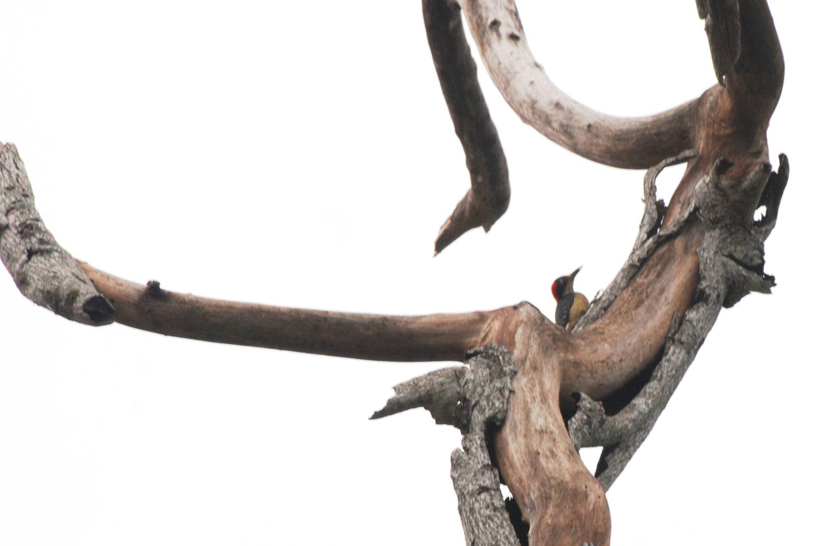 Black-cheeked Woodpecker in La Fortuna, 18/04/14