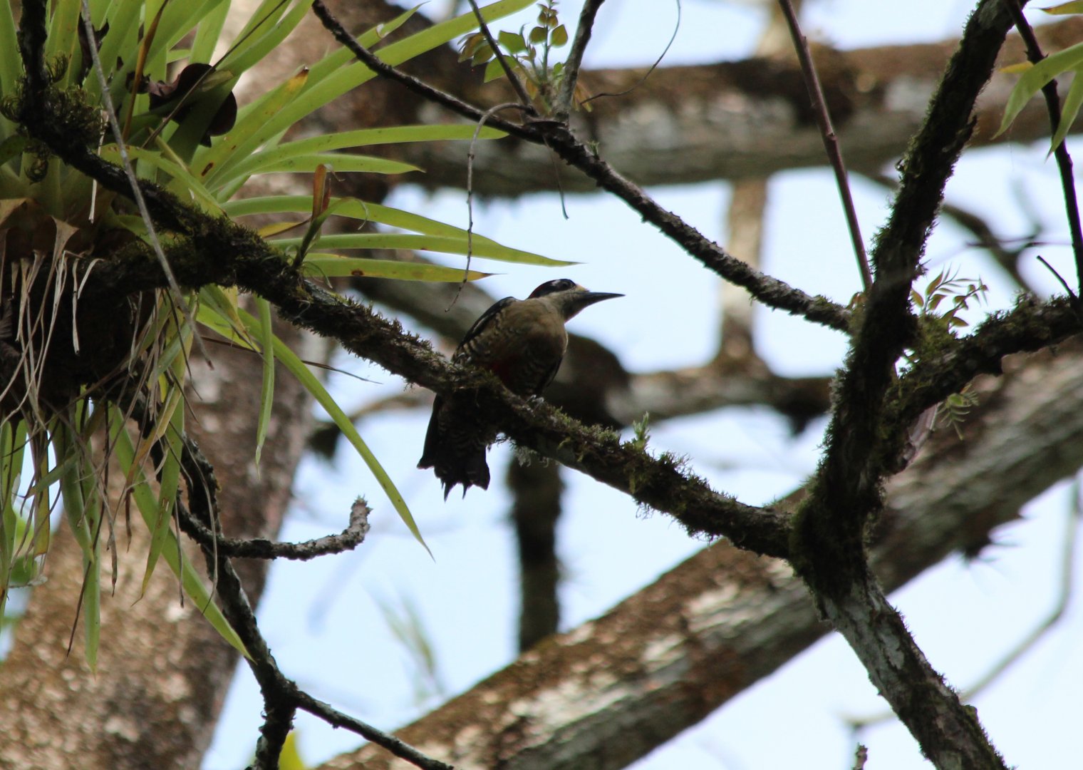 Black-cheeked Woodpecker - Mar 2019