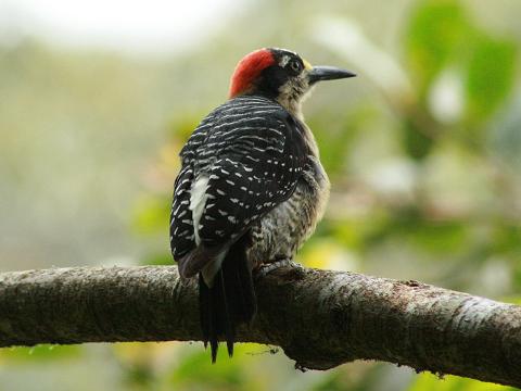 Black-cheeked Woodpecker