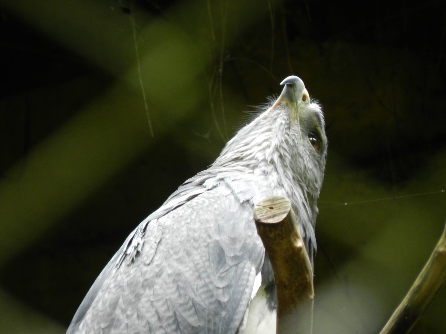 Black-chested buzard eagle - Zoo São Paulo