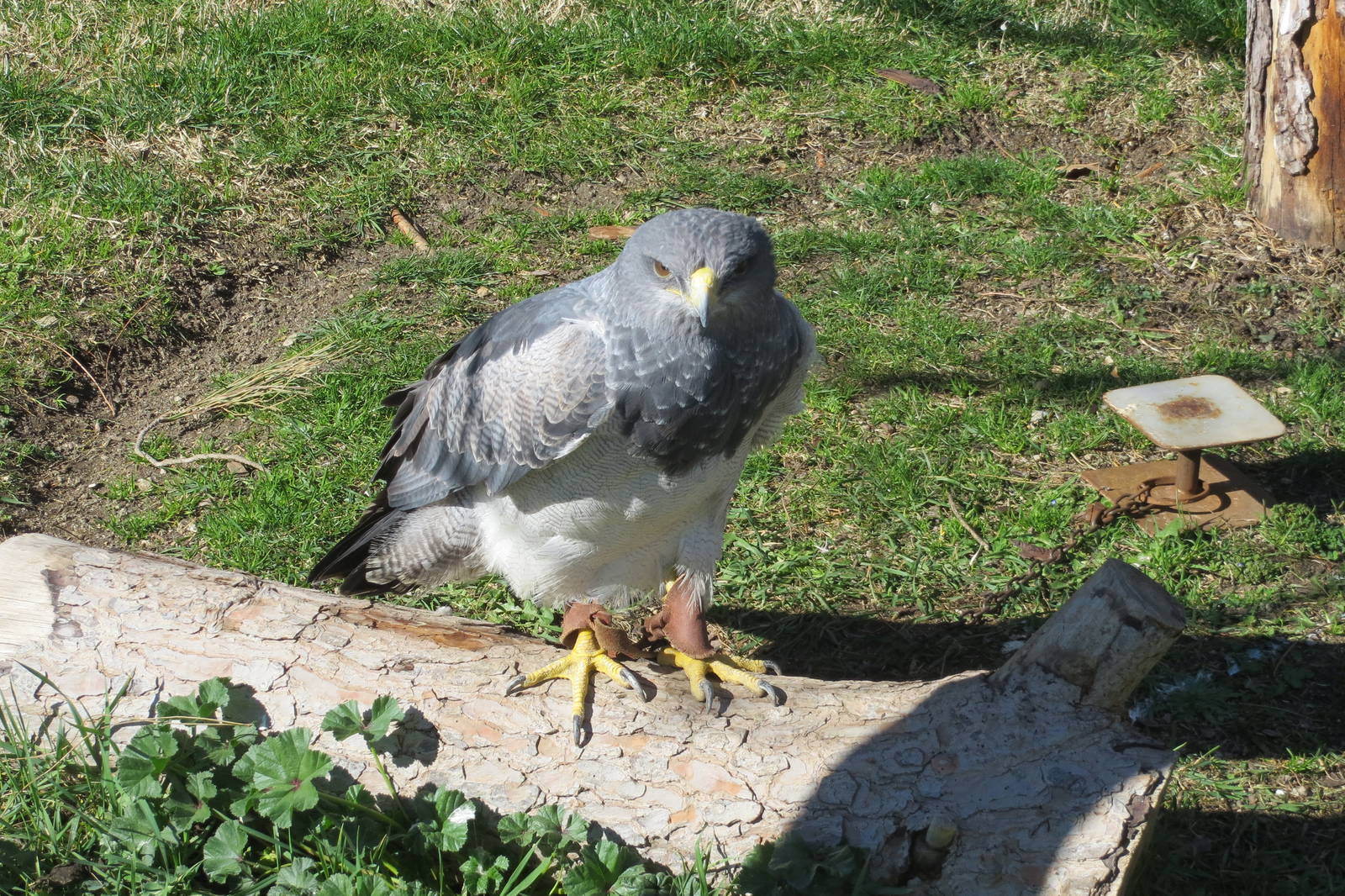 Black-chested Buzzard-eagle 150216