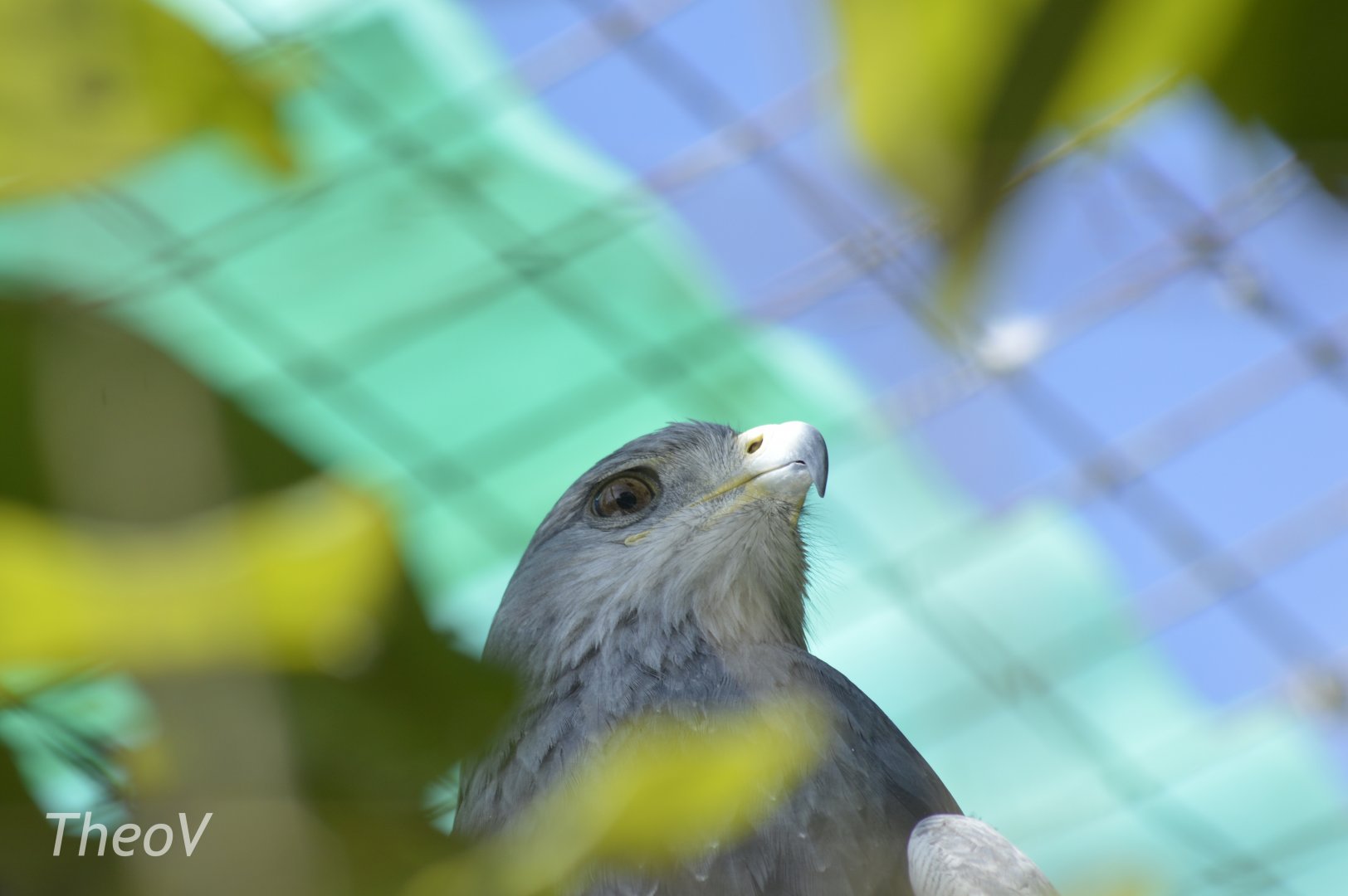 Black-chested buzzard-eagle [2019]