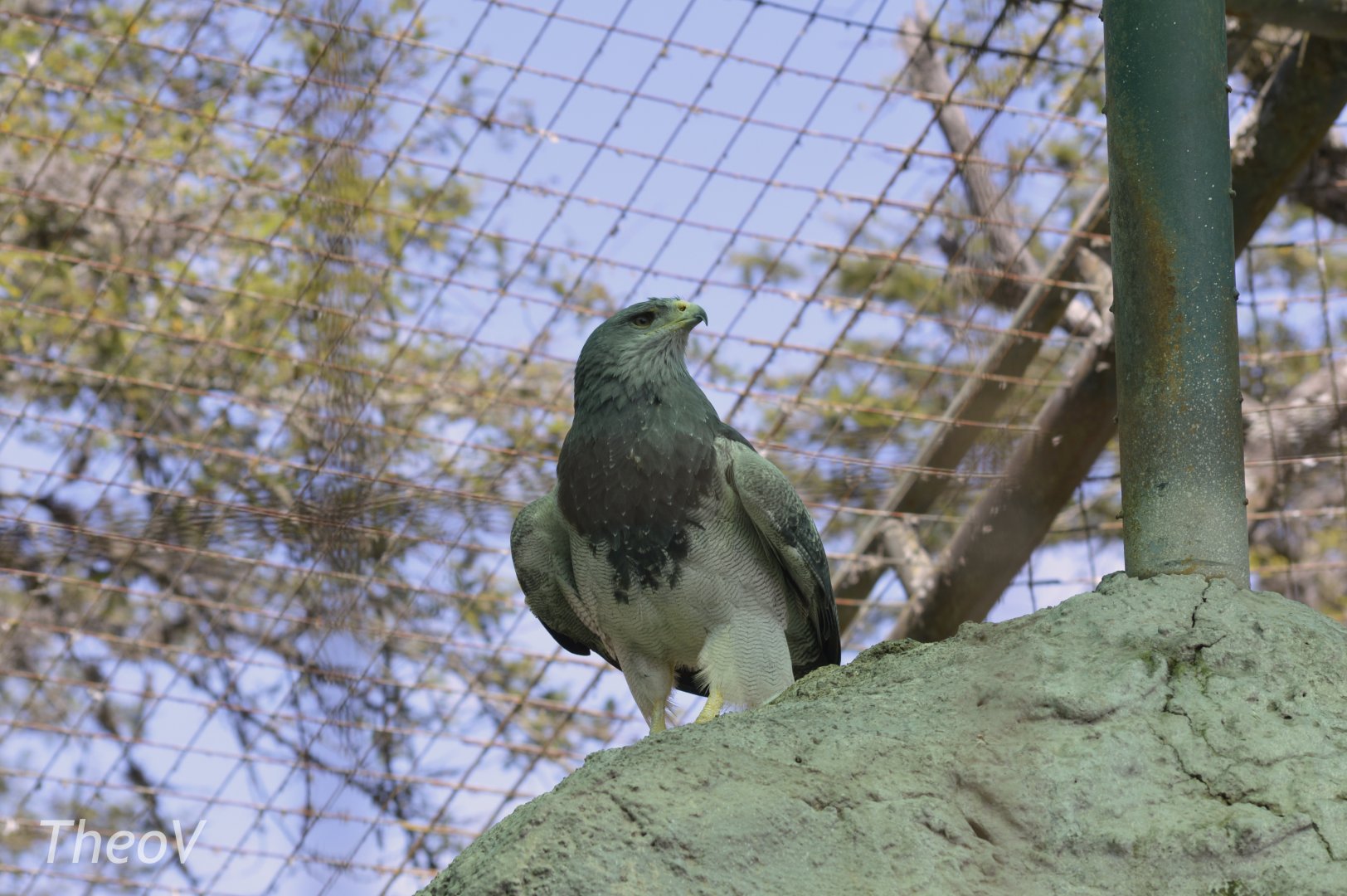 Black-chested buzzard-eagle [2019]