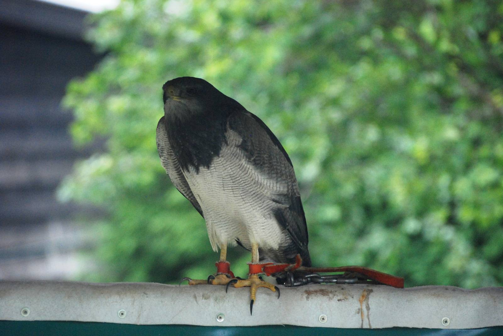 Black-chested Buzzard-Eagle at Cabarceno, 11/06/15