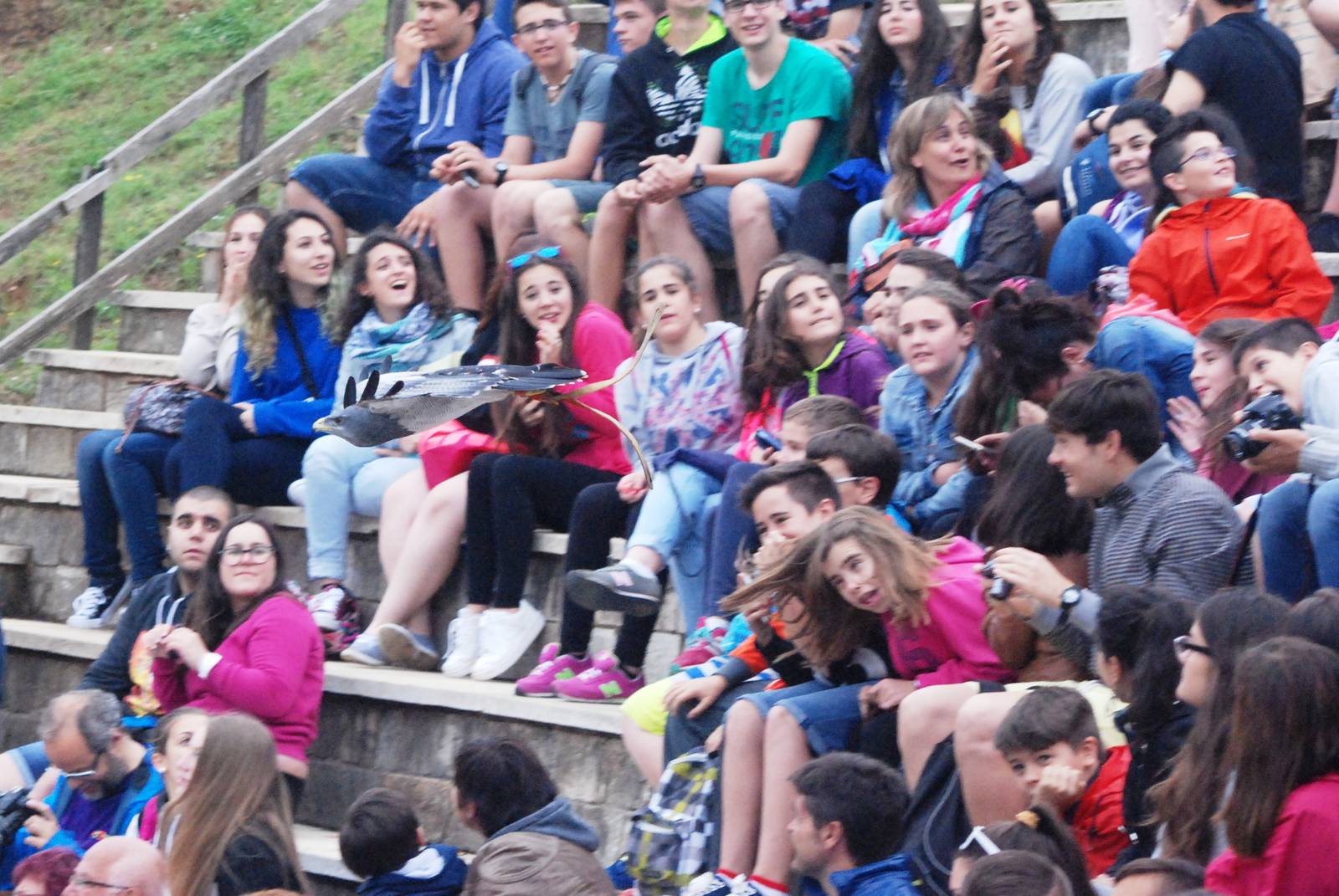 Black-chested Buzzard-Eagle at Cabarceno, 11/06/15