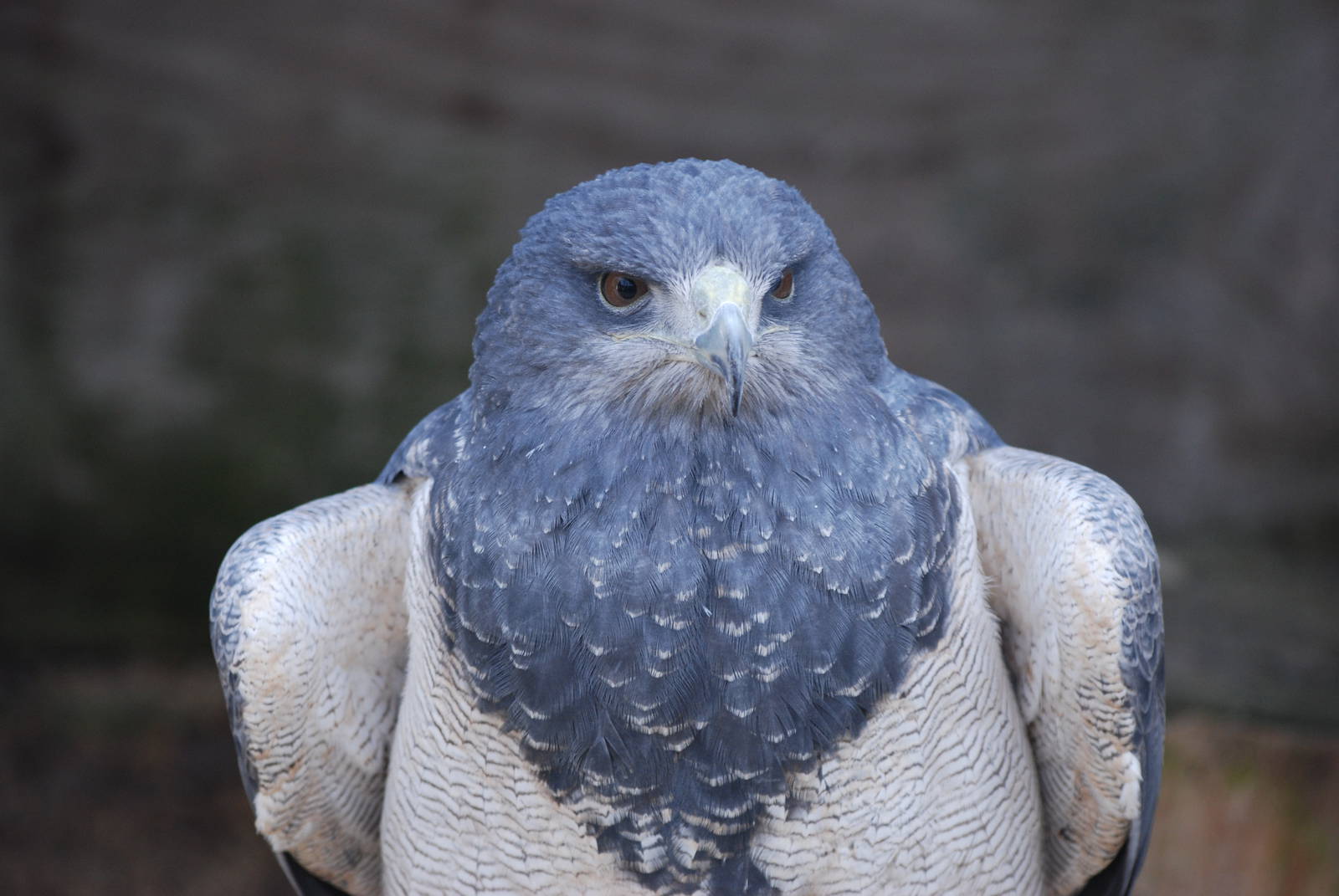 Black-chested Buzzard-Eagle at Cotswold Falconry 05/03/11