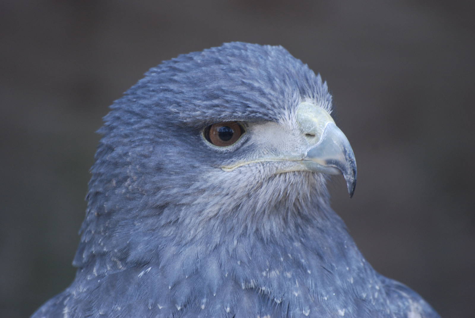 Black-chested Buzzard-Eagle at Cotswold Falconry 05/03/11