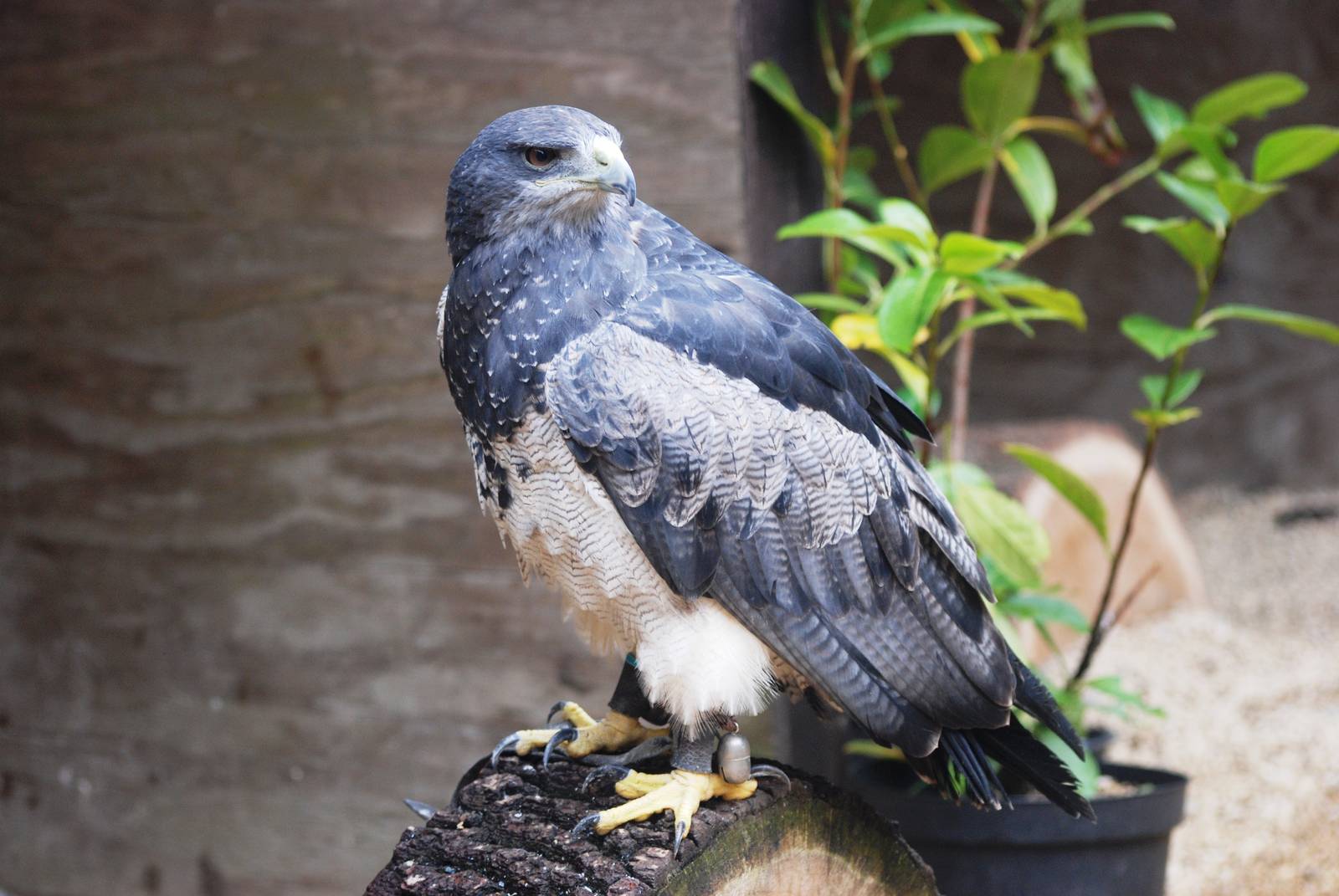 Black-chested Buzzard-Eagle at Cotswold Falconry Centre, 13/09/13
