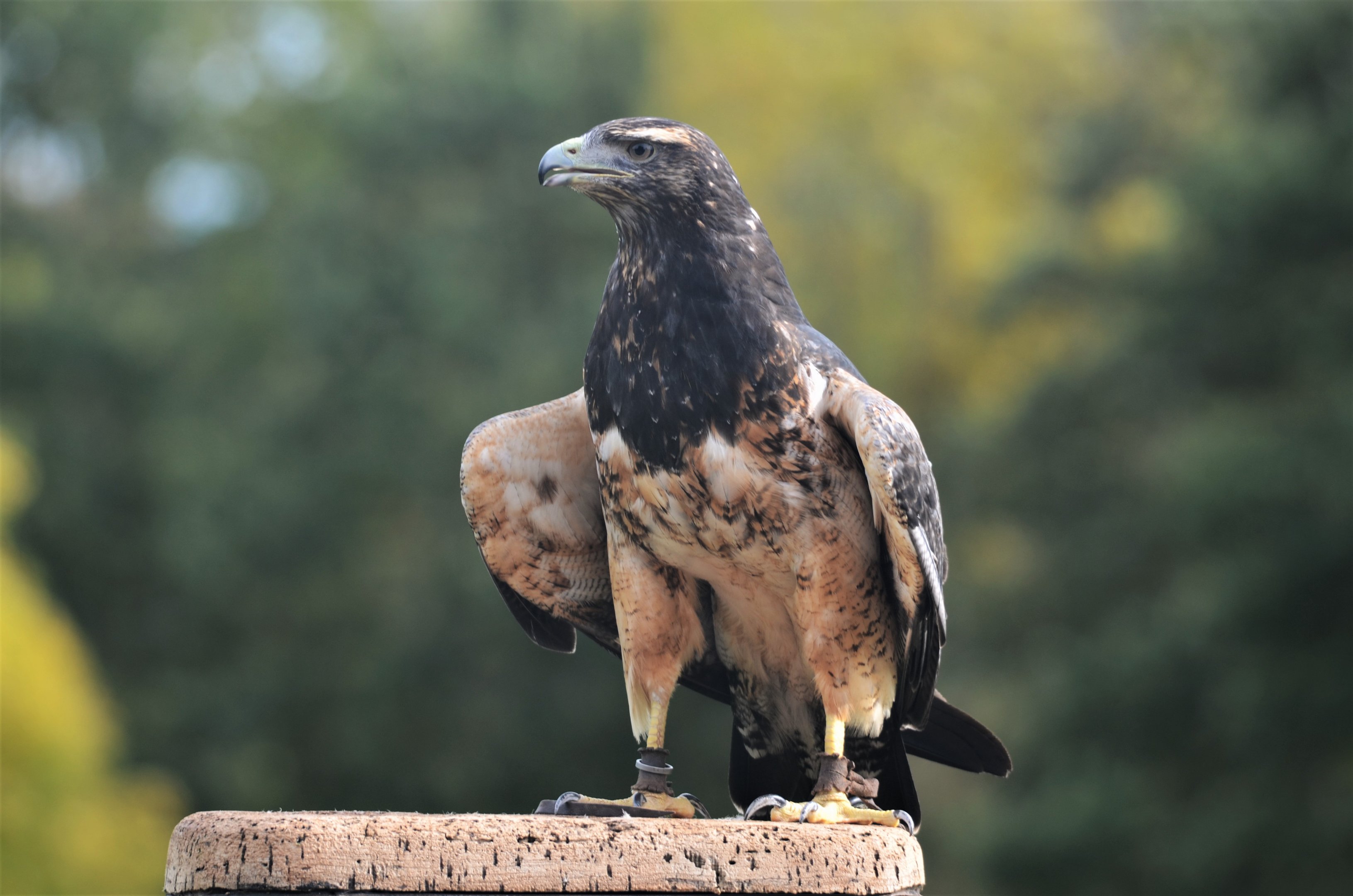 Black-chested Buzzard-Eagle at ICBP Newent, 07/10/17