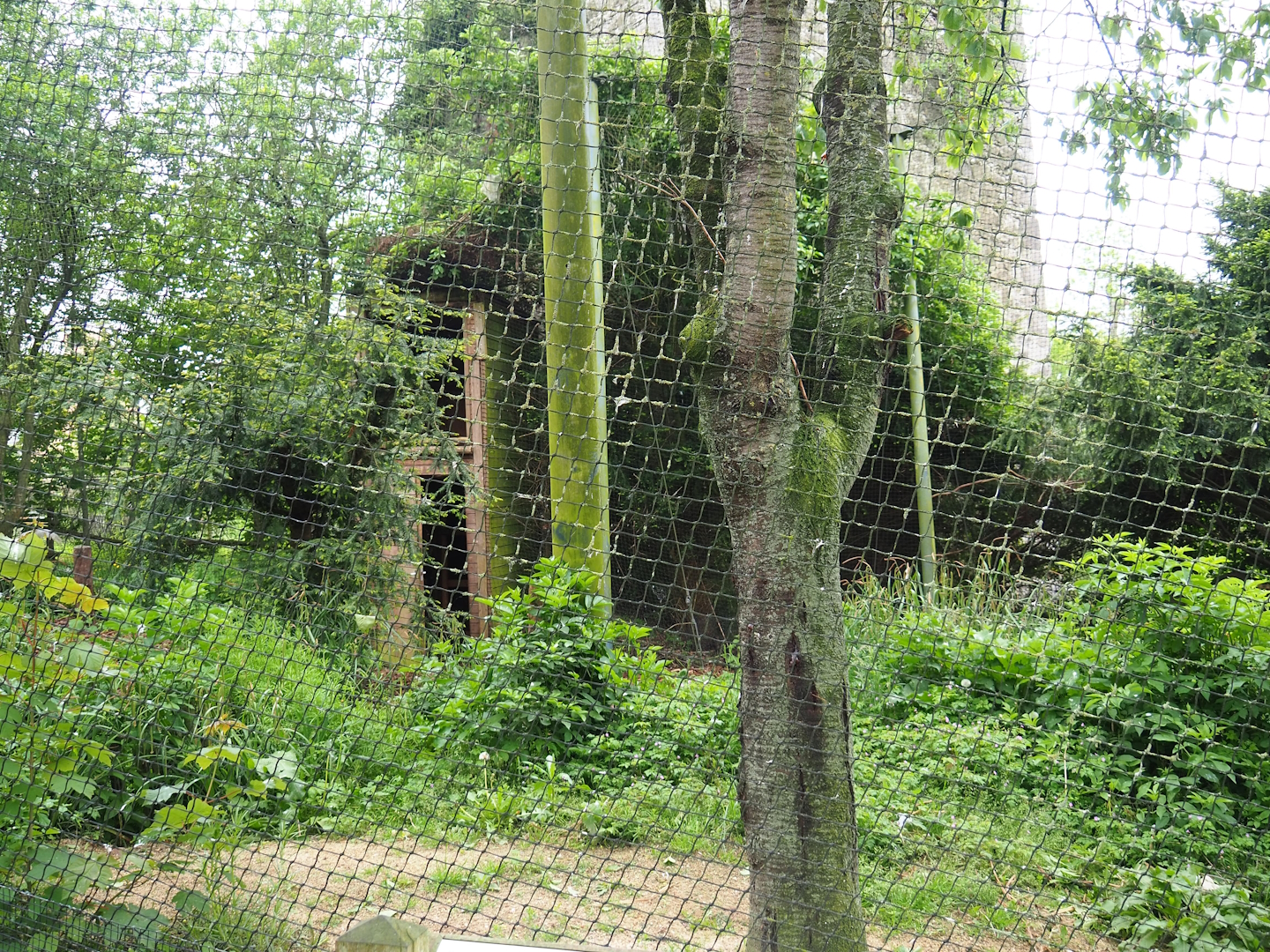 Black-chested buzzard-eagle aviary, 2023-05-15