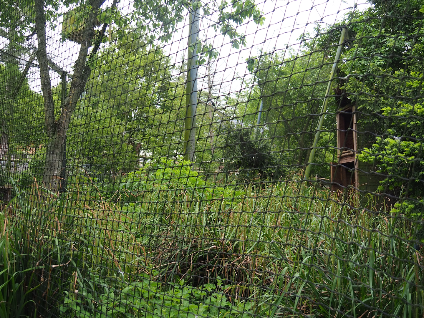 Black-chested buzzard-eagle aviary, 2023-05-15