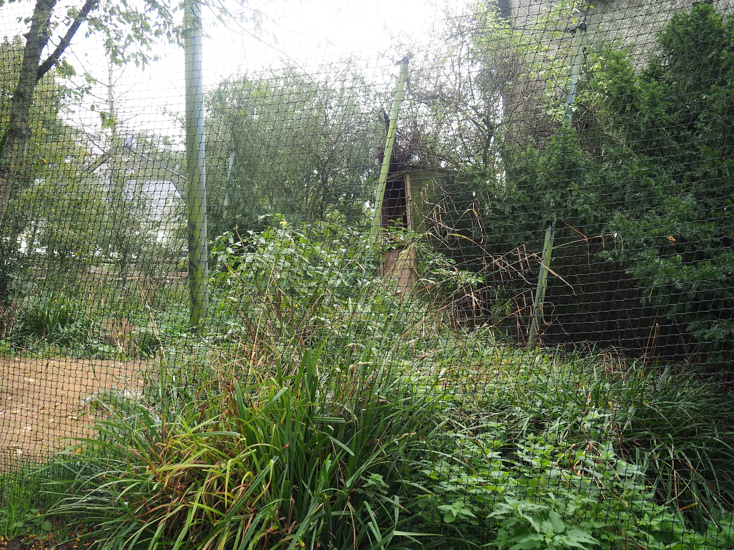 Black-chested buzzard eagle aviary, 2023-10-13