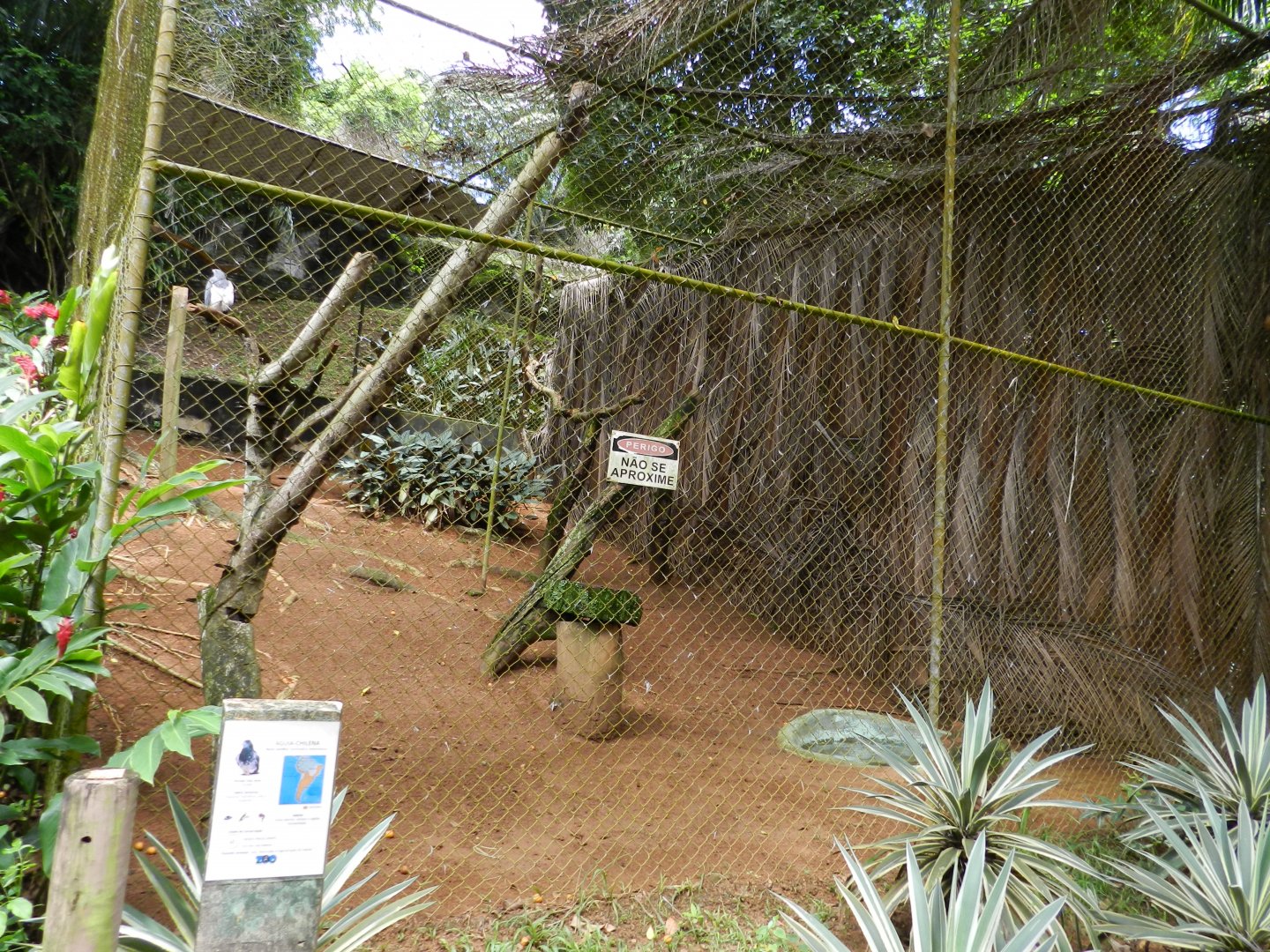 Black-chested Buzzard-eagle exhibit - Salvador zoo (PZGV)