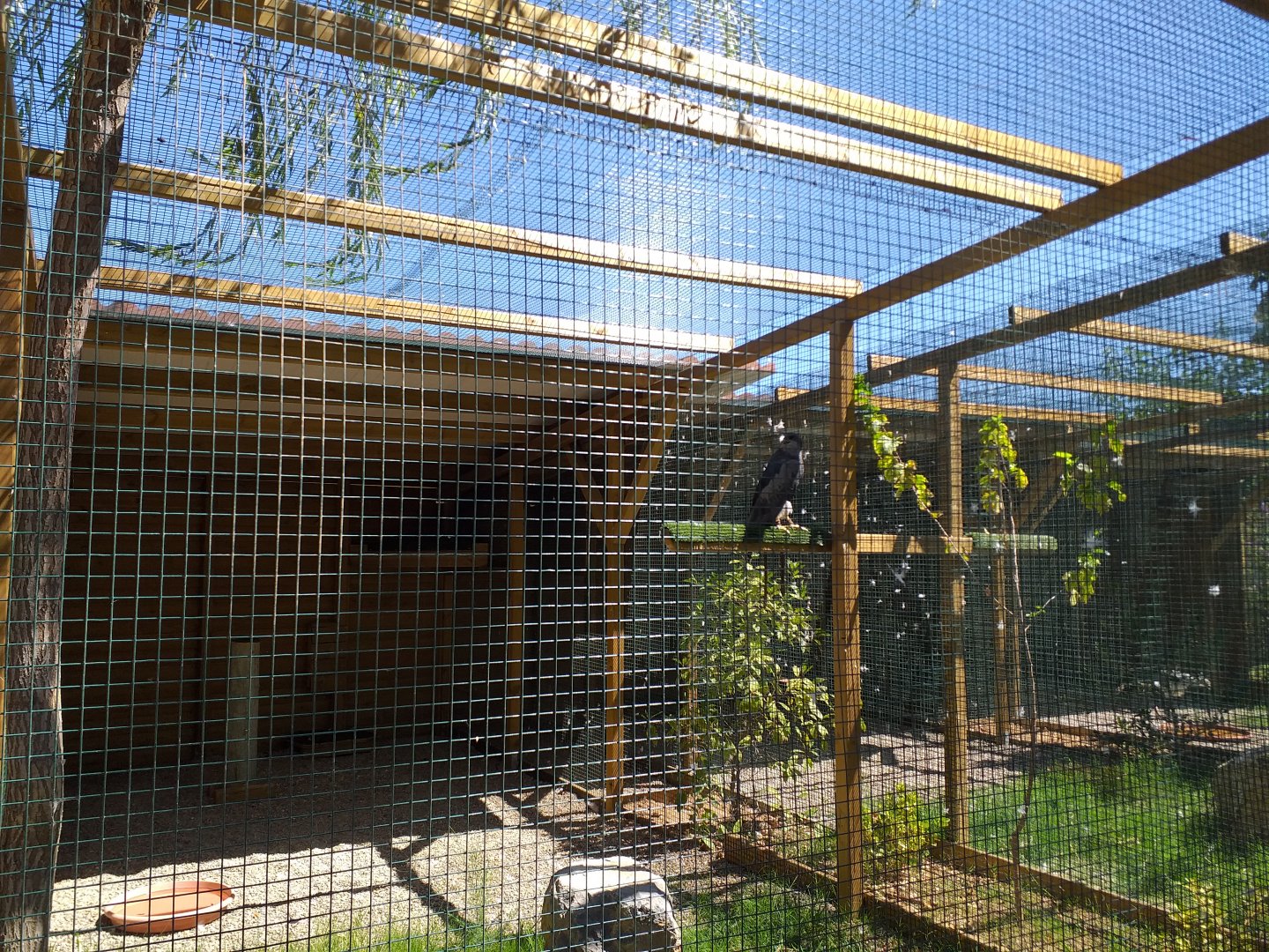 Black-chested buzzard-eagle exhibit -Sendaviva (2020)