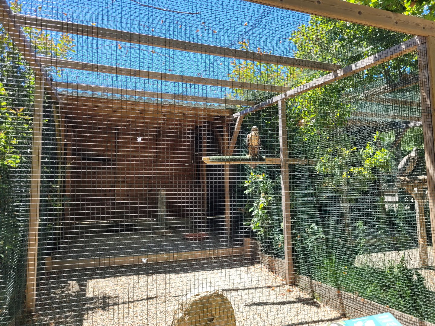 Black-chested buzzard-eagle exhibit -Sendaviva (2024)