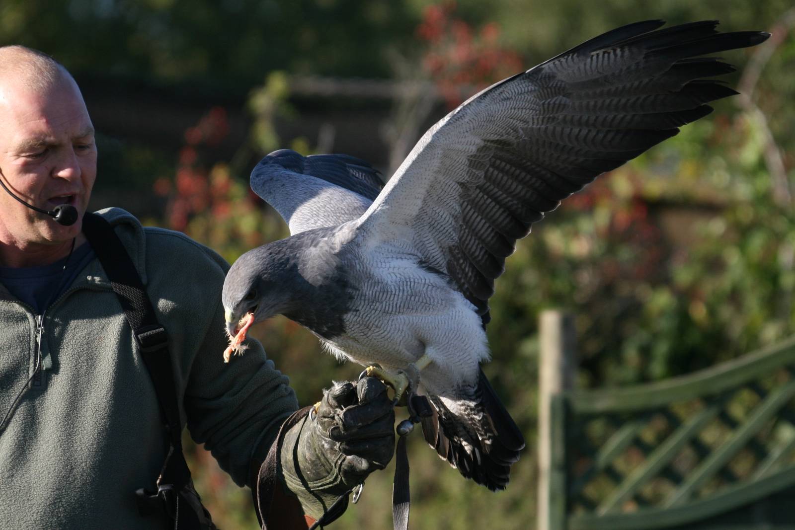 Black Chested Buzzard Eagle, Gauntlet 2008