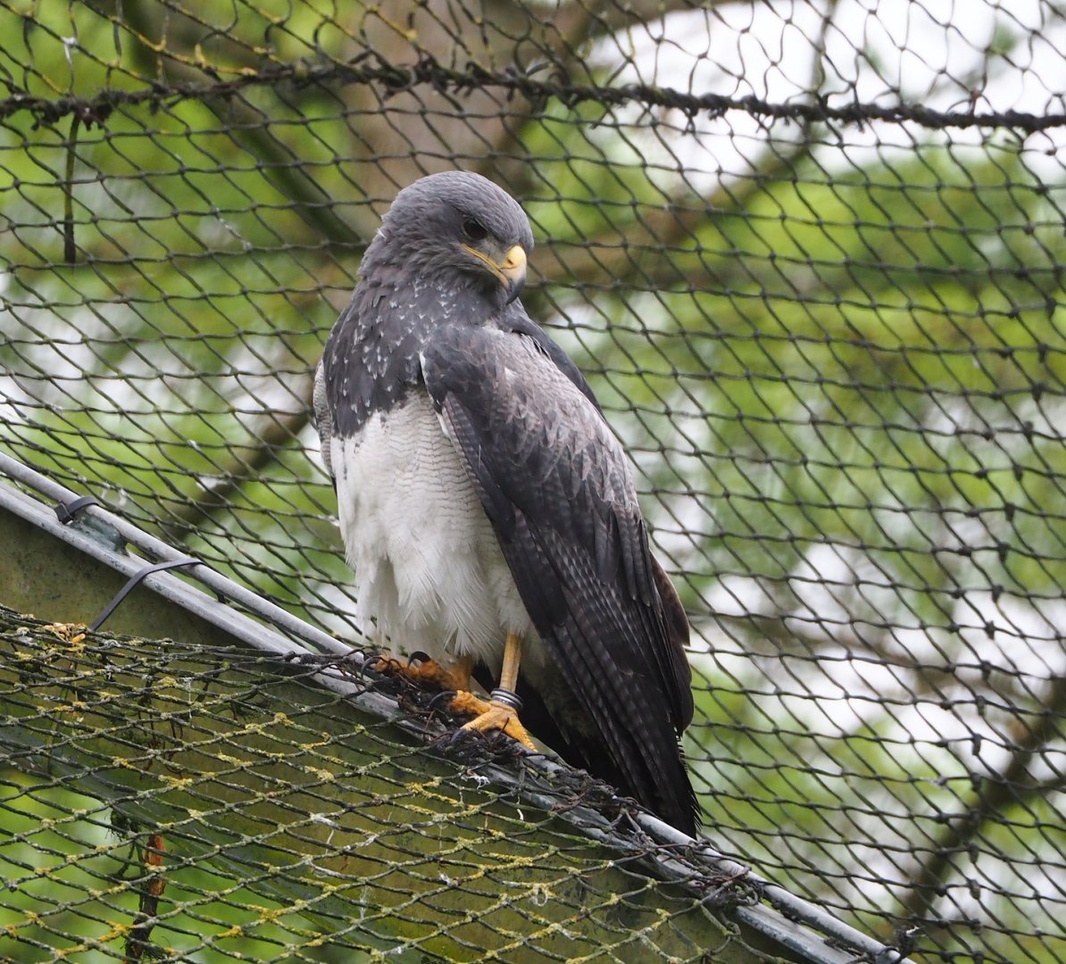 Black-chested buzzard-eagle (Geranoaetus melanoleucus), 2023-05-15