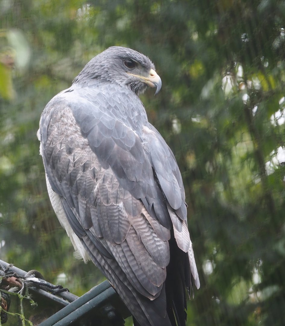 Black-chested buzzard eagle (Geranoaetus melanoleucus), 2023-10-13