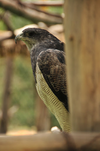 Black-chested Buzzard-Eagle (Geranoaetus melanoleucus)