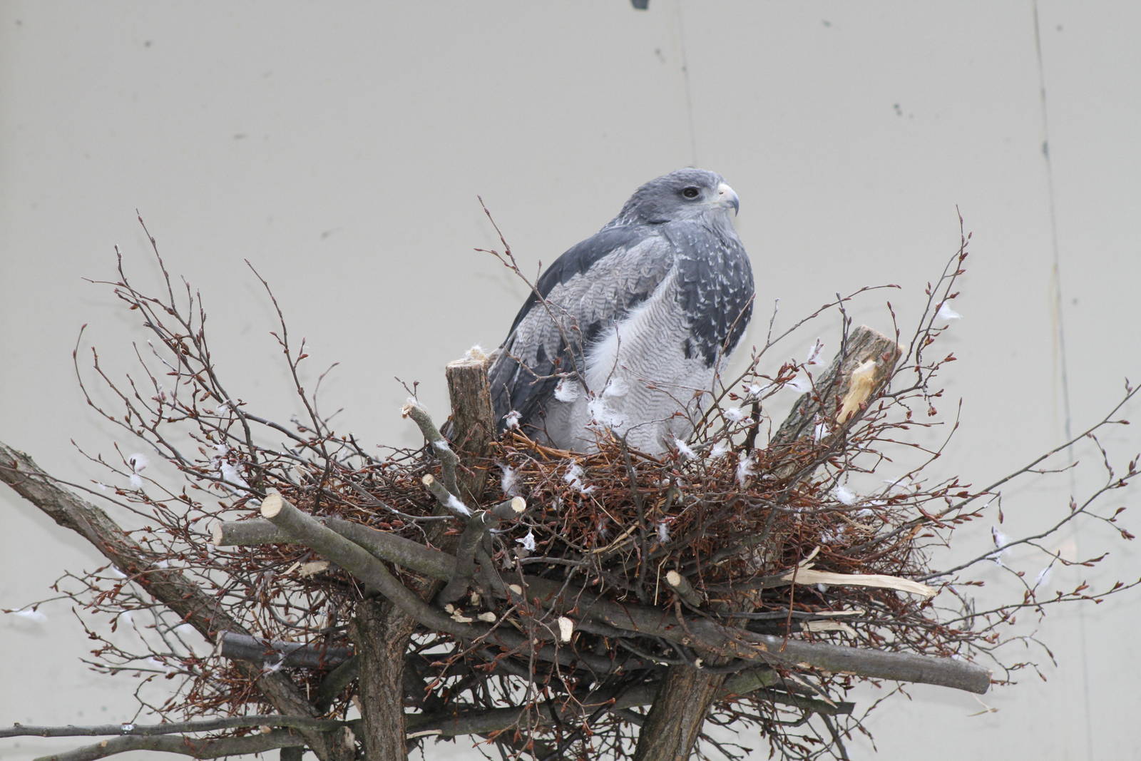 Black-chested Buzzard-Eagle (Geranoaetus melanoleucus)
