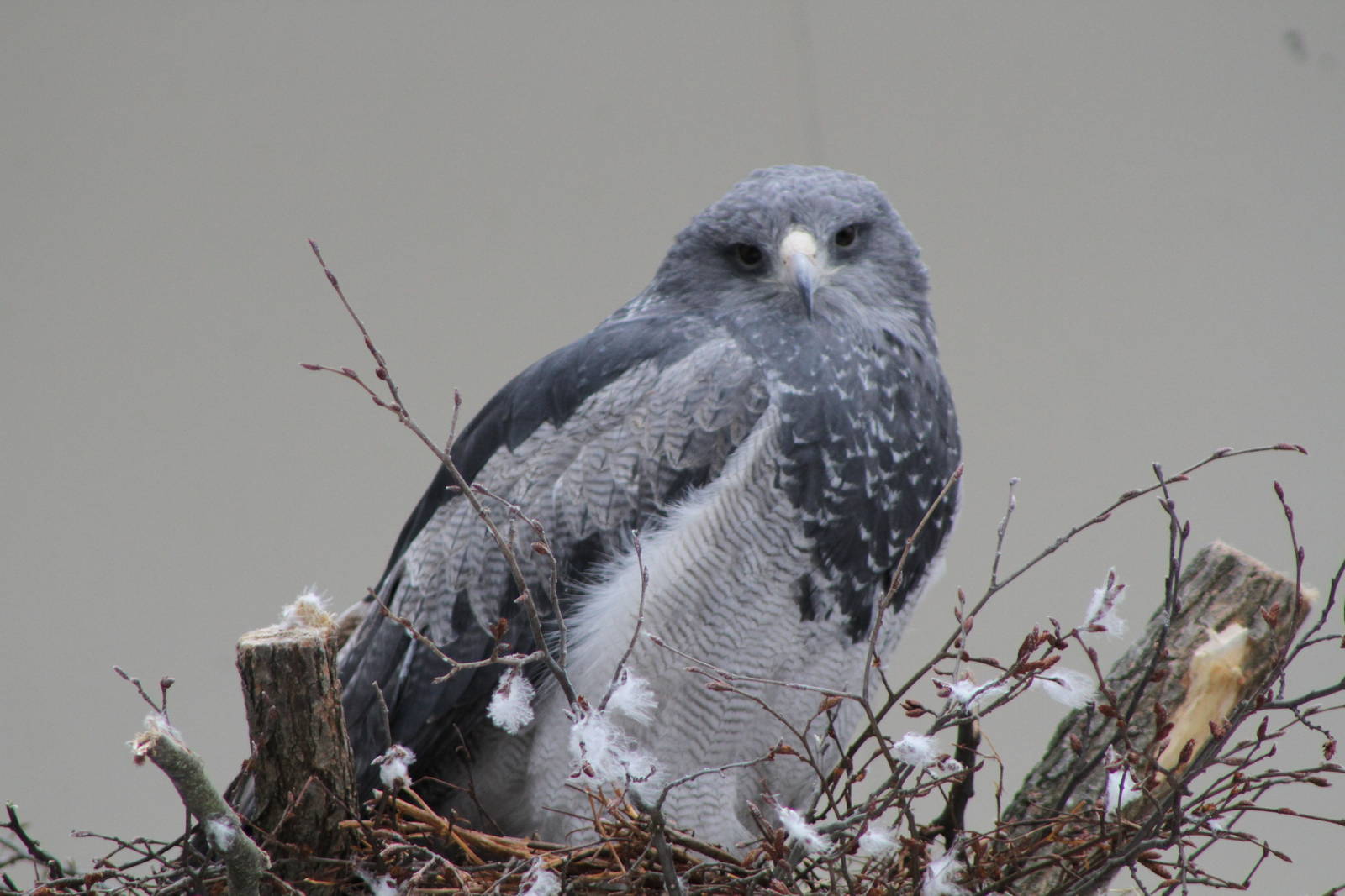 Black-chested Buzzard-Eagle (Geranoaetus melanoleucus)