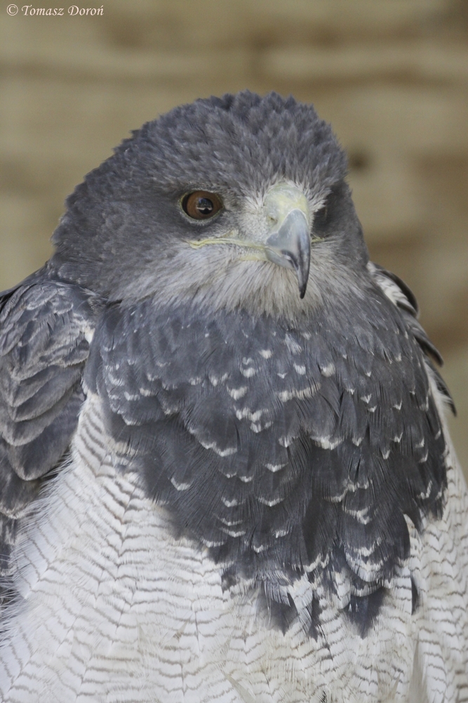 Black Chested Buzzard Eagle (Geranoaetus melanoleucus)