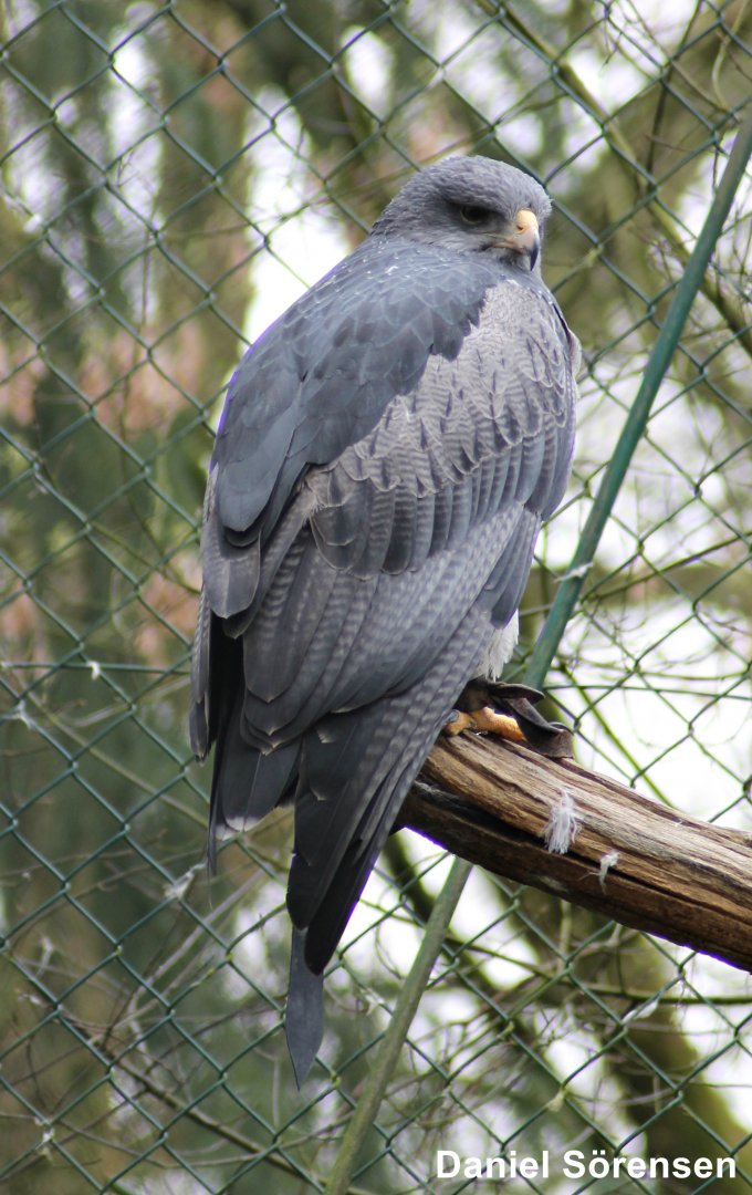 Black-chested buzzard-eagle (Geranoaetus melanoleucus)