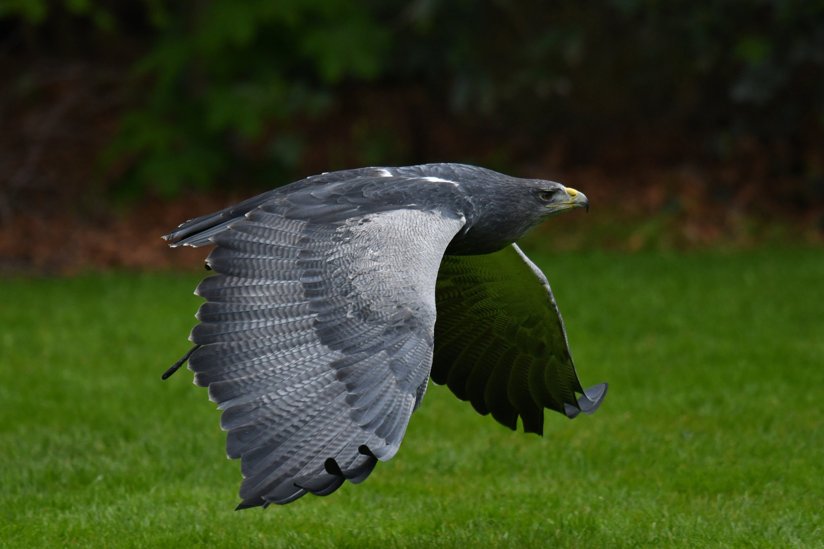 Black-chested Buzzard-Eagle (Geranoaetus melanoleucus)