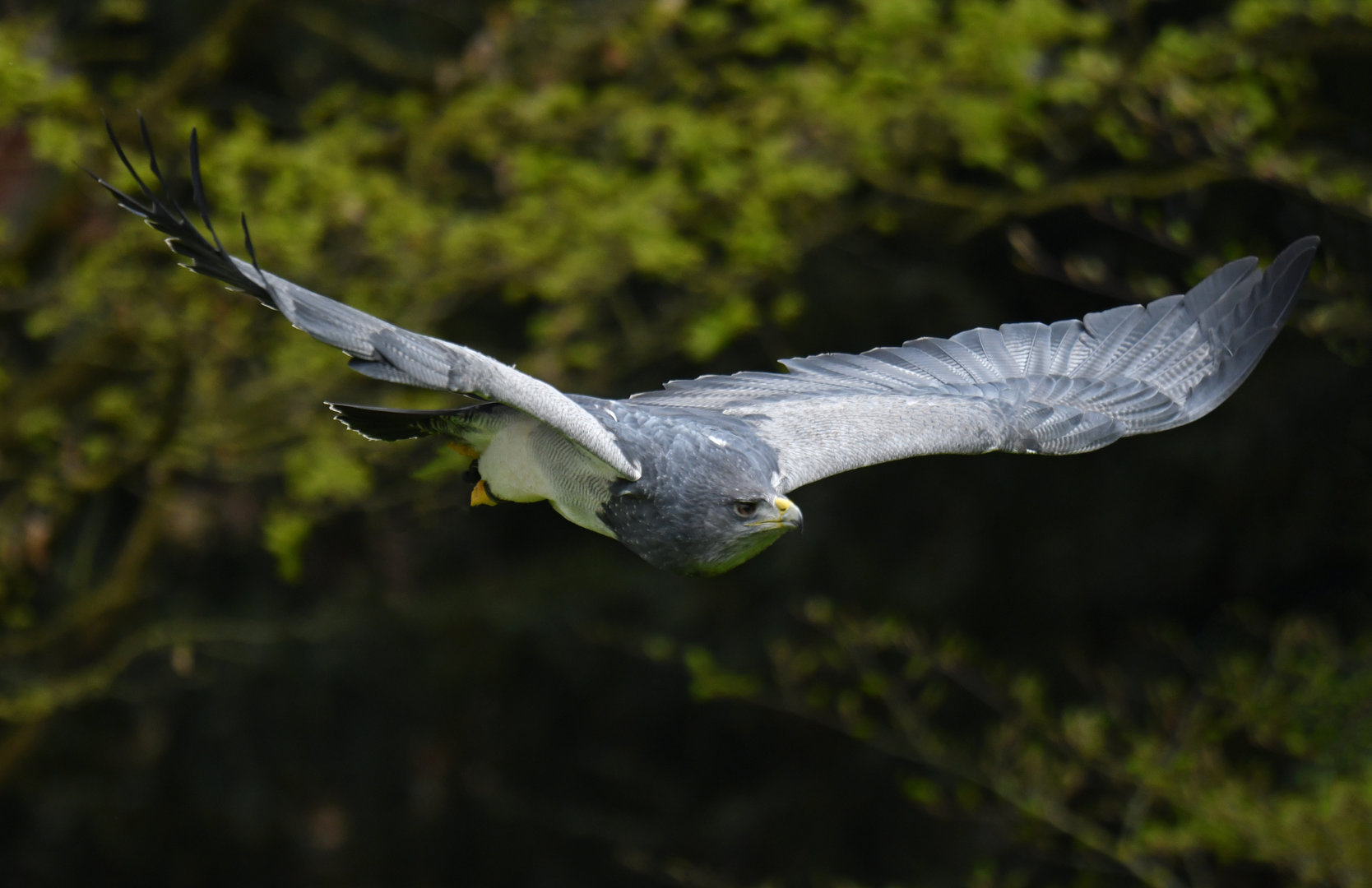 Black-chested Buzzard-Eagle (Geranoaetus melanoleucus)