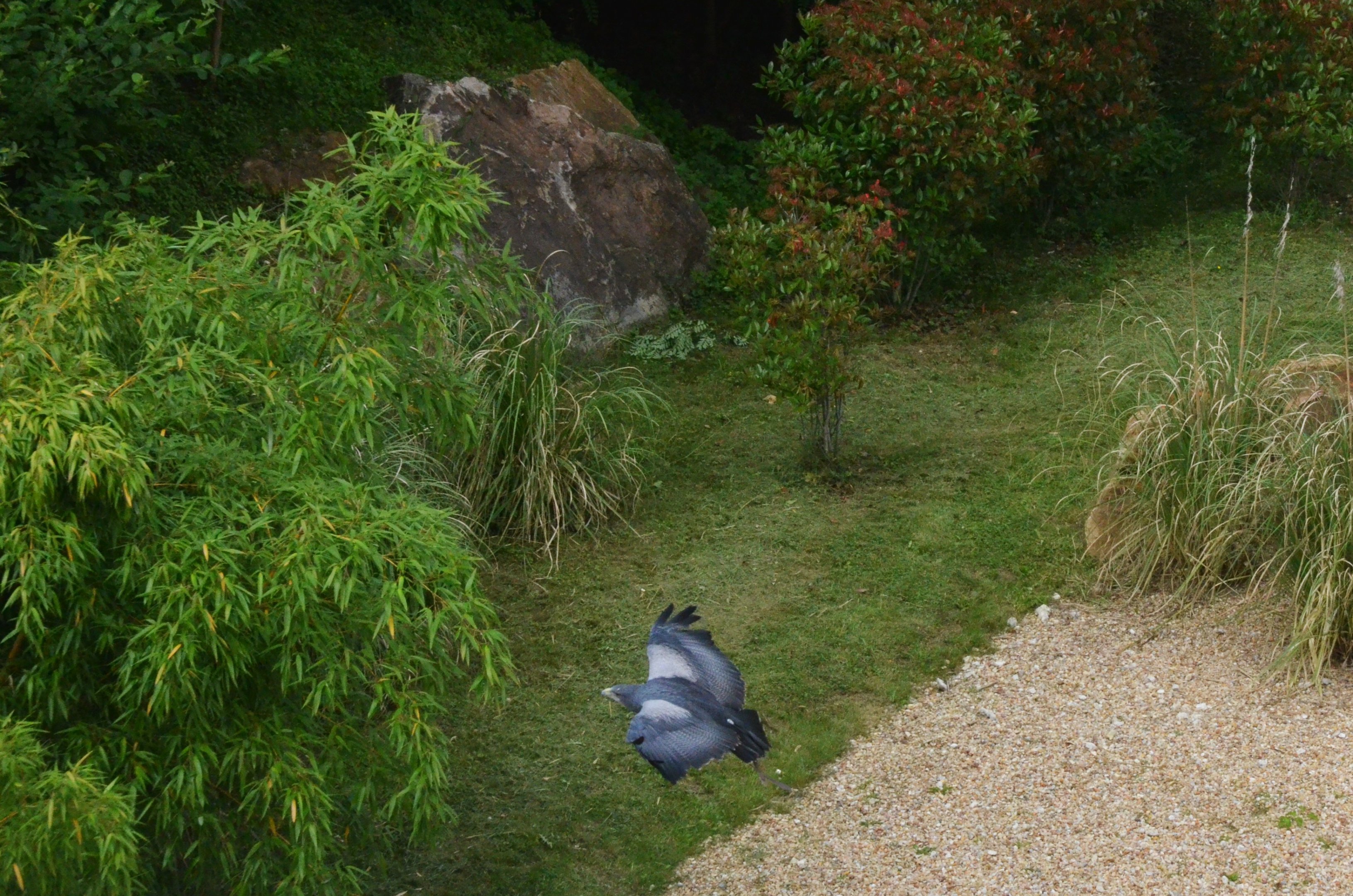 Black-chested Buzzard Eagle - Les Maîtres des Airs at Beauval, 12/06/18