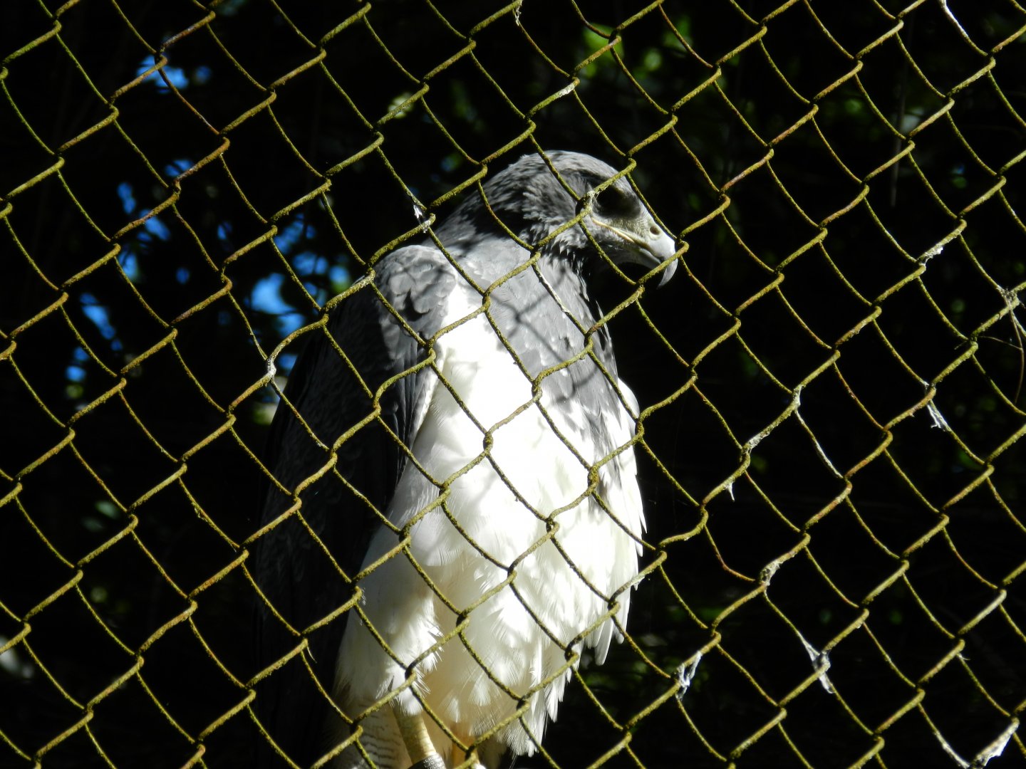 Black-chested Buzzard-eagle - Salvador zoo (PZGV)