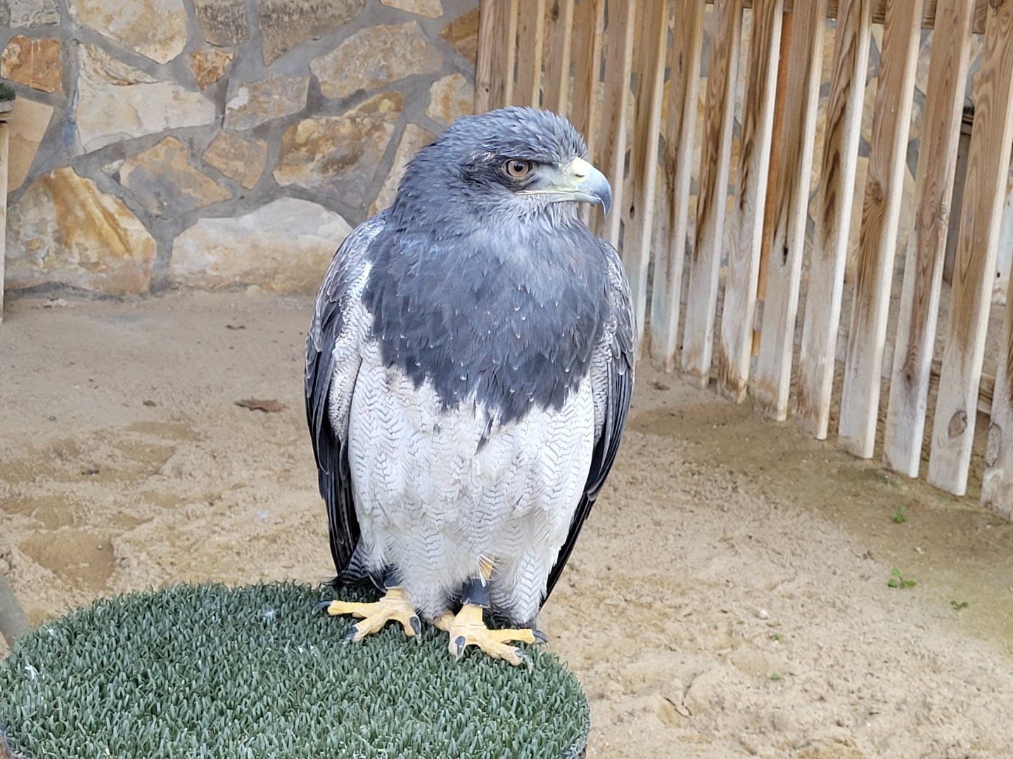 Black-chested buzzard-eagle -Tierra Rapaz (2024)