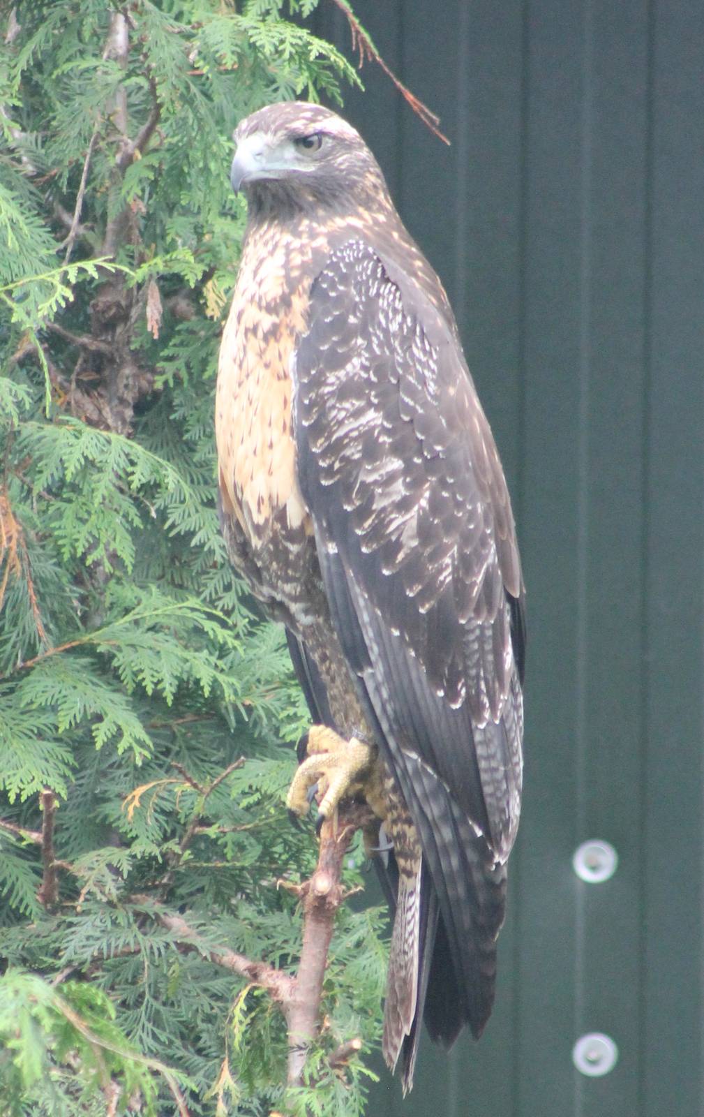 Black-chested buzzard-eagle ( young bird )