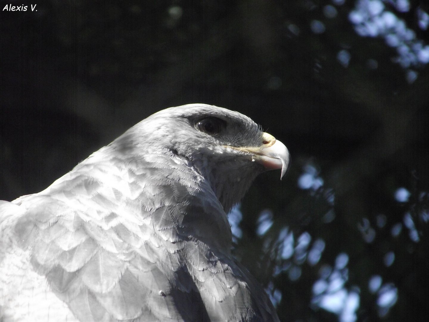 Black-chested Buzzard-Eagle - Zooparc de Beauval, 09/08/2025