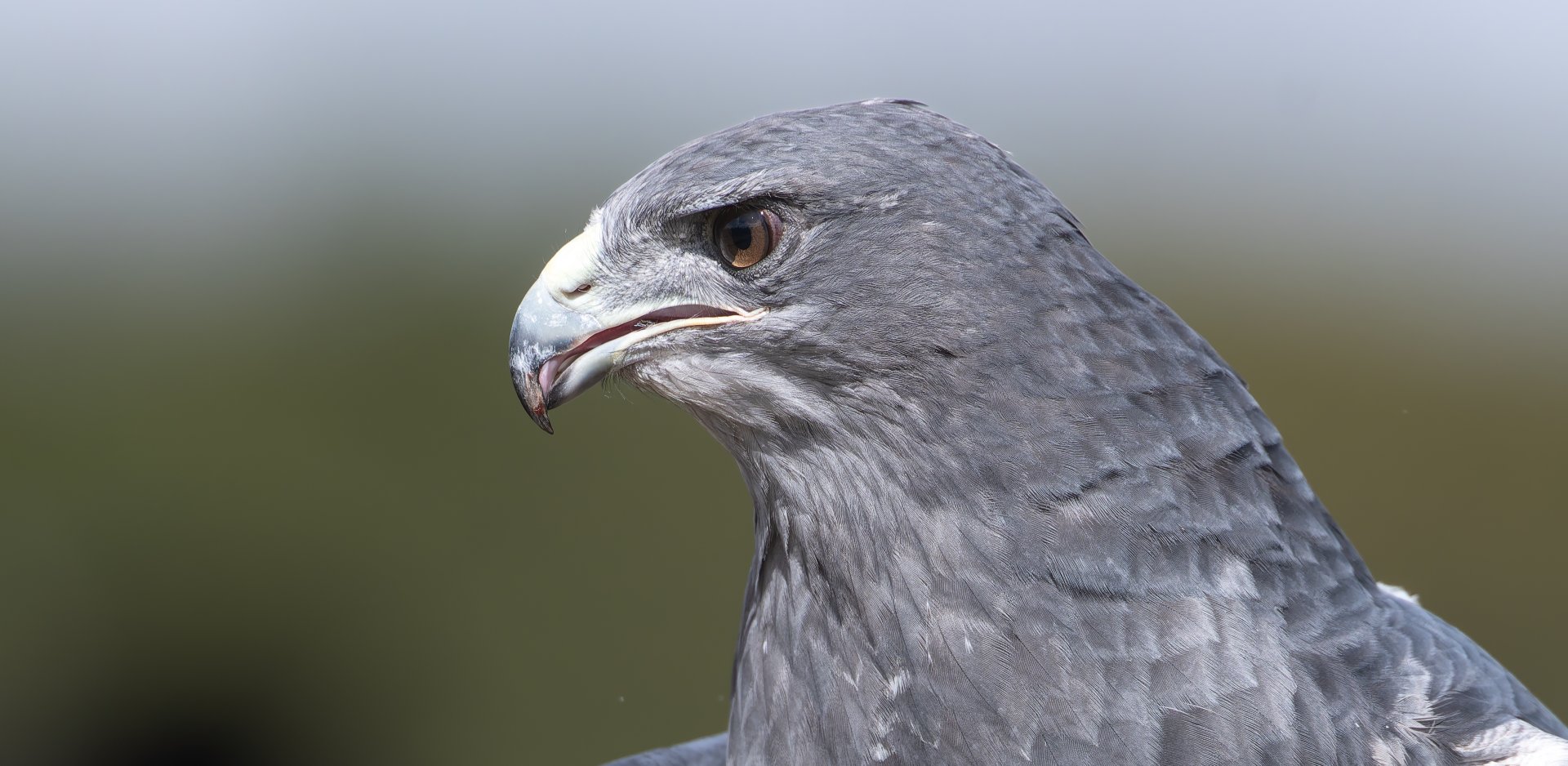 Black Chested Buzzard Eagle, ZSL Whipsnade, UK