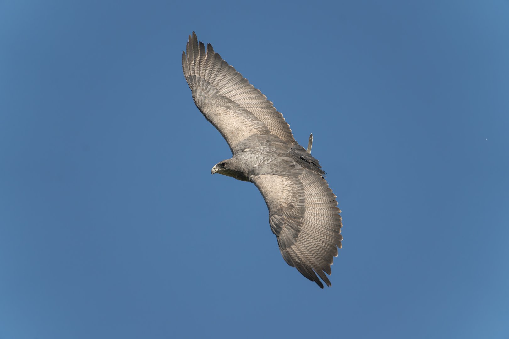 Black Chested Buzzard Eagle, ZSL Whipsnade, UK
