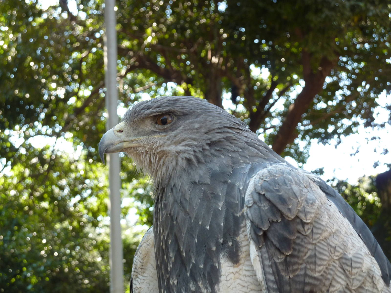Black-chested buzzard-eagle