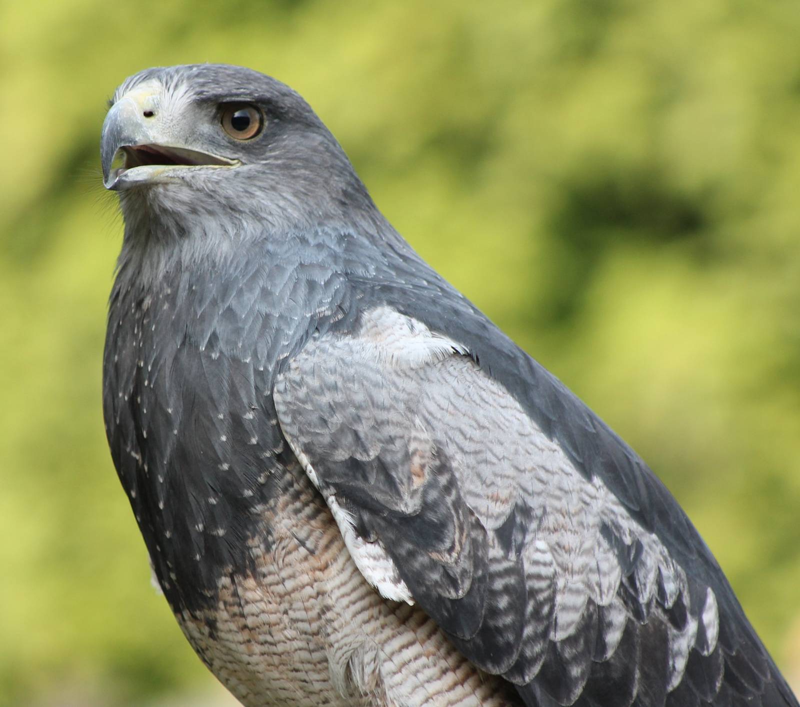 Black-chested buzzard-eagle