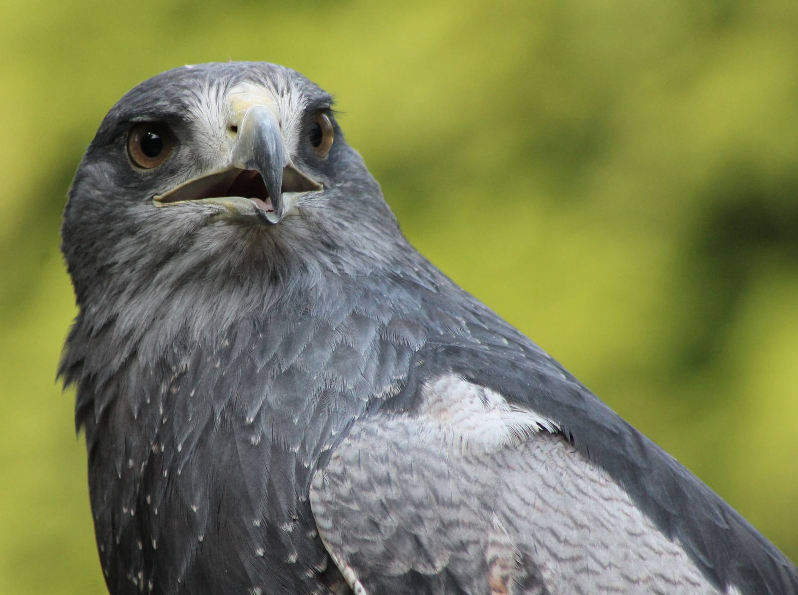 Black-chested buzzard-eagle