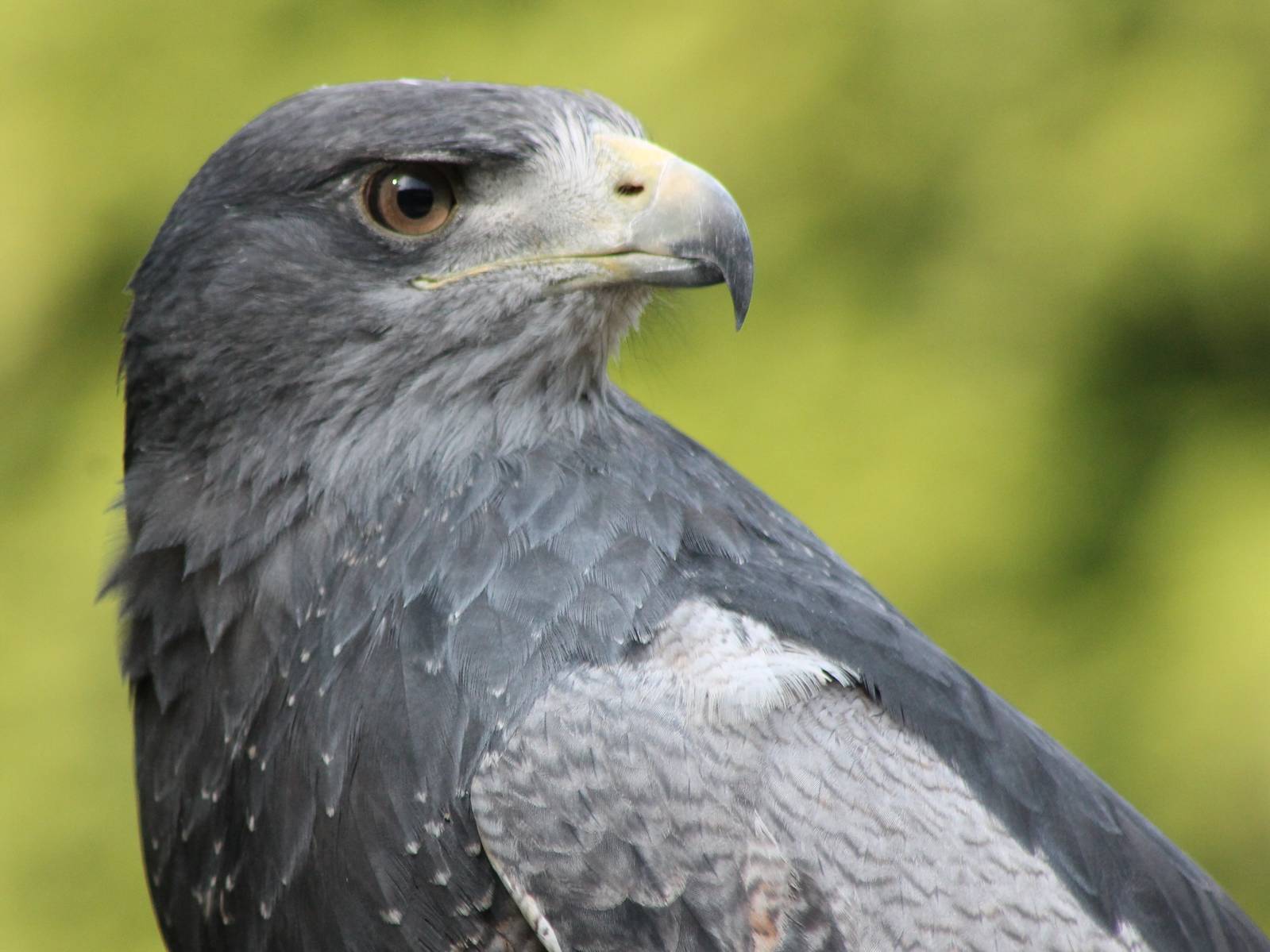 Black-chested buzzard-eagle