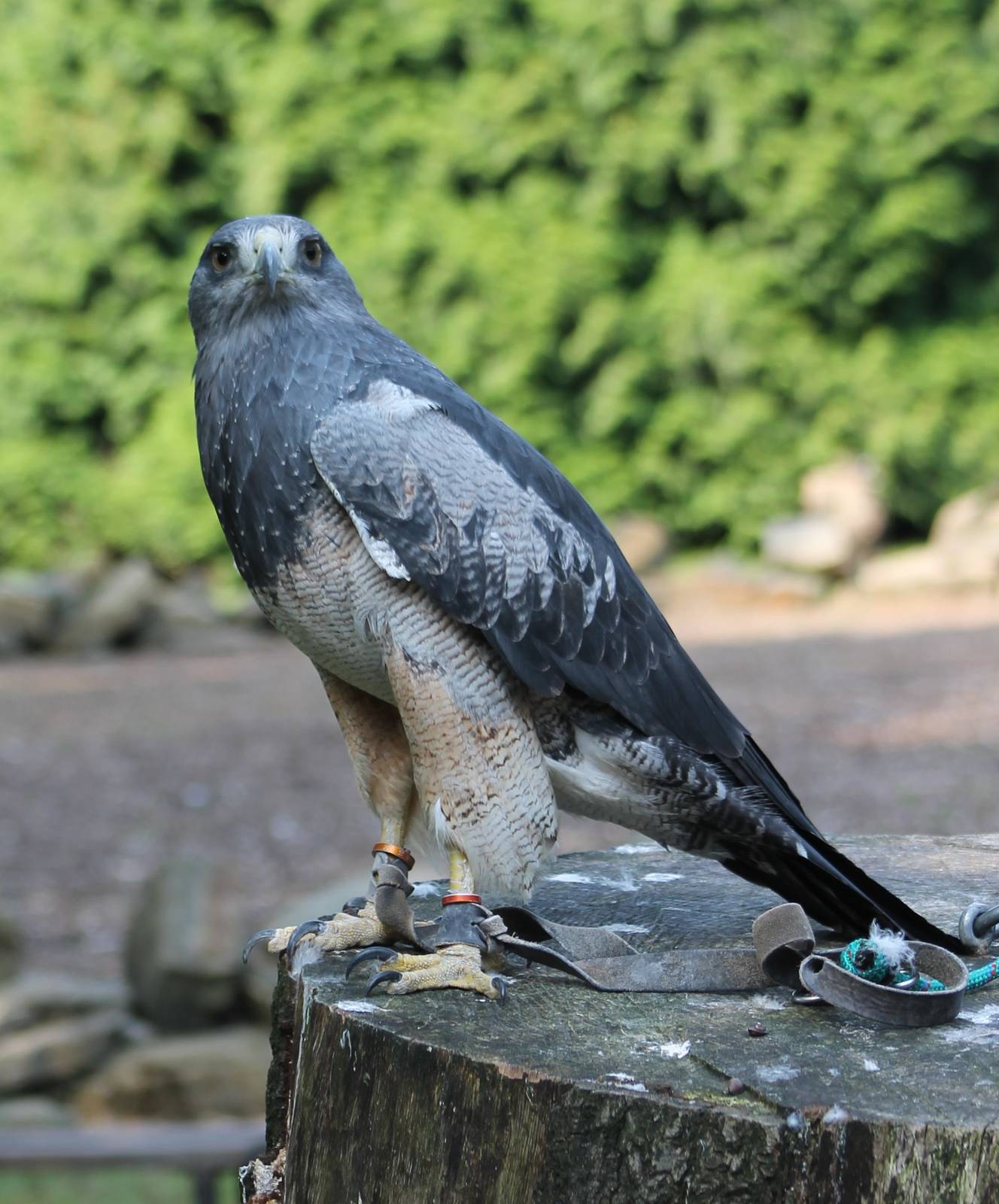 Black-chested buzzard-eagle