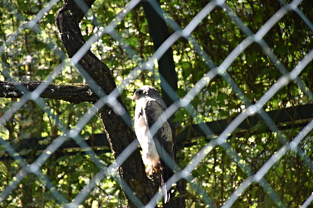 Black-chested buzzard-eagle